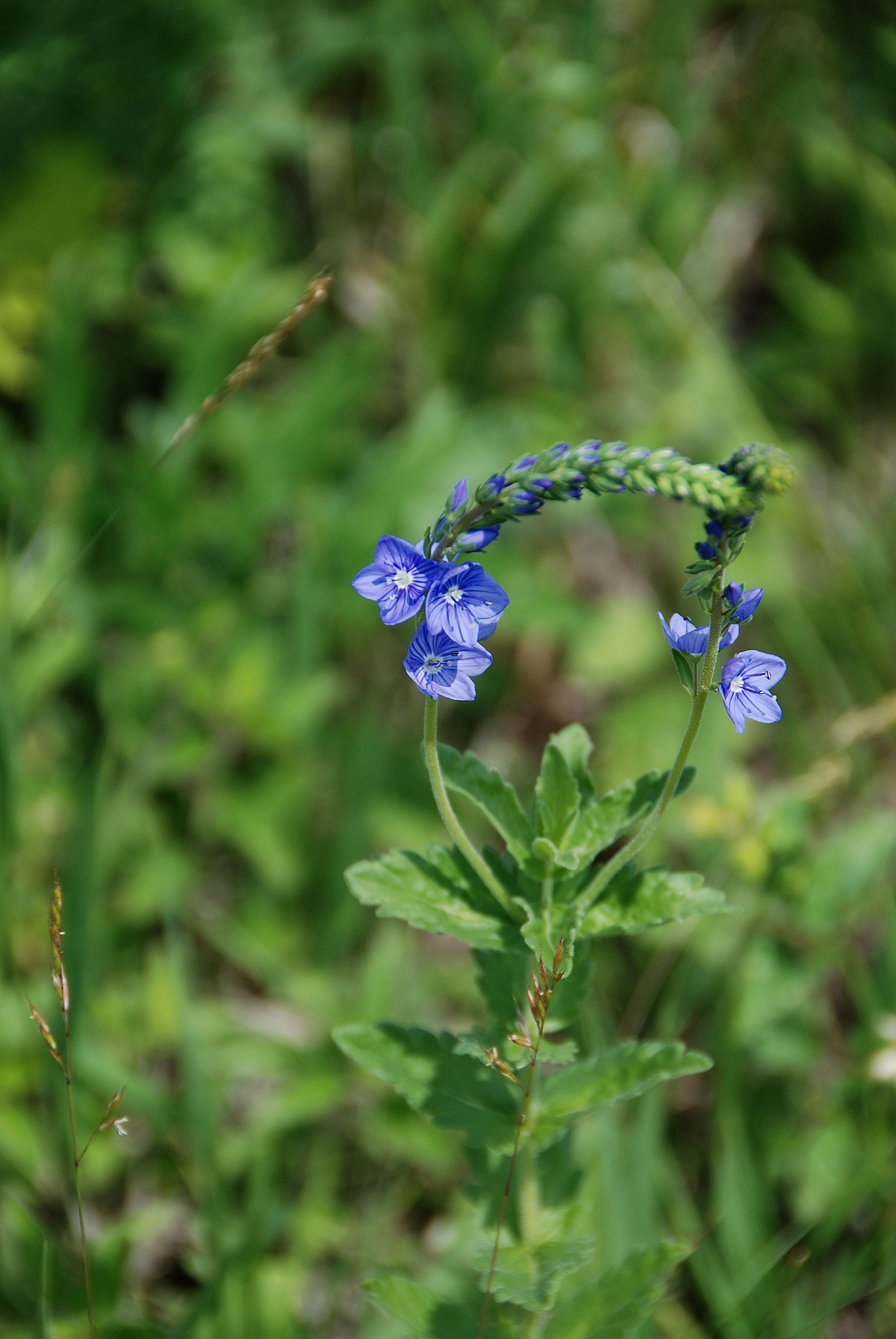 Marzerkogel - 20052018-(96) - Veronica - unbestimmt.JPG