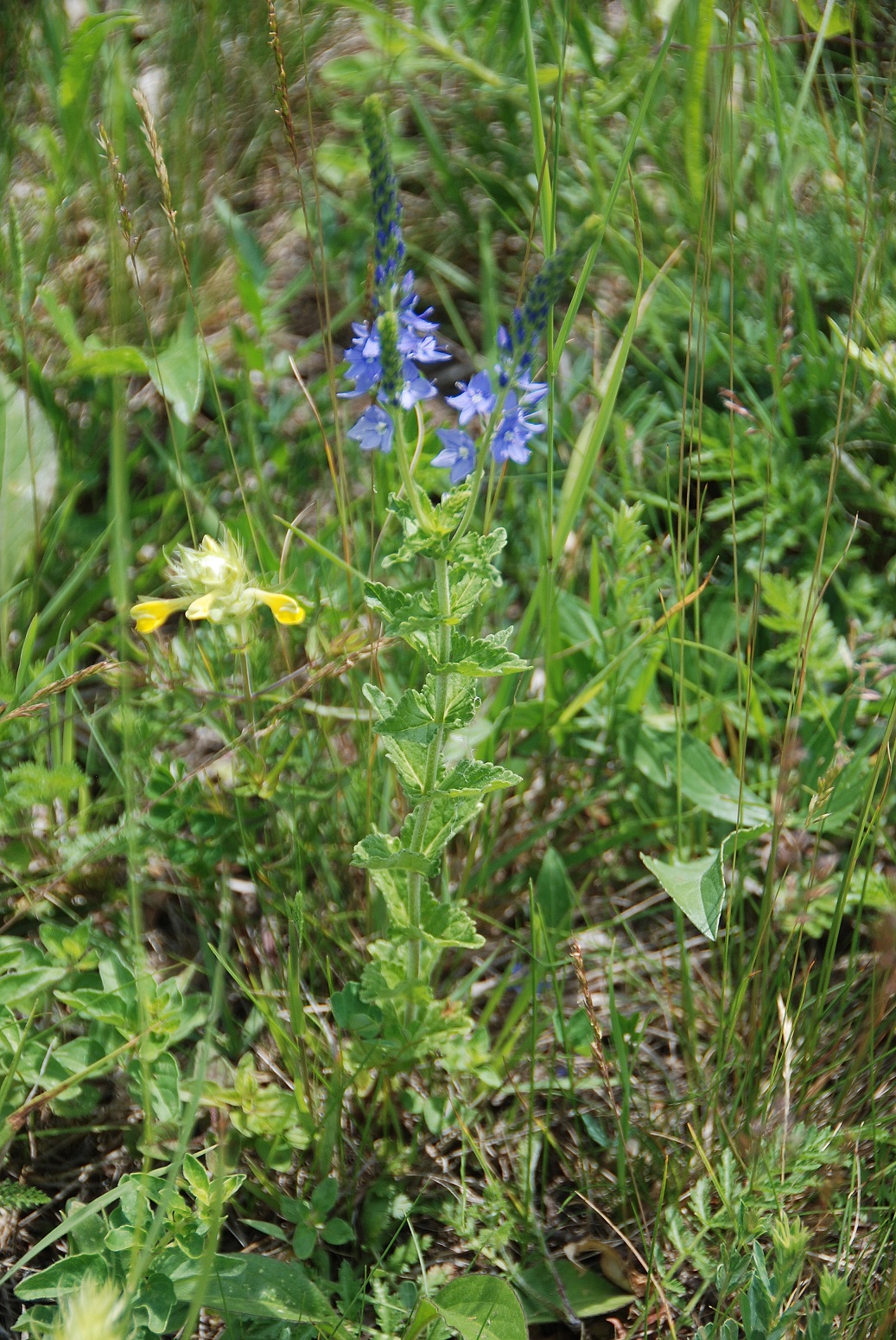 Marzerkogel - 20052018-(114) - Veronica - unbestimmt.JPG