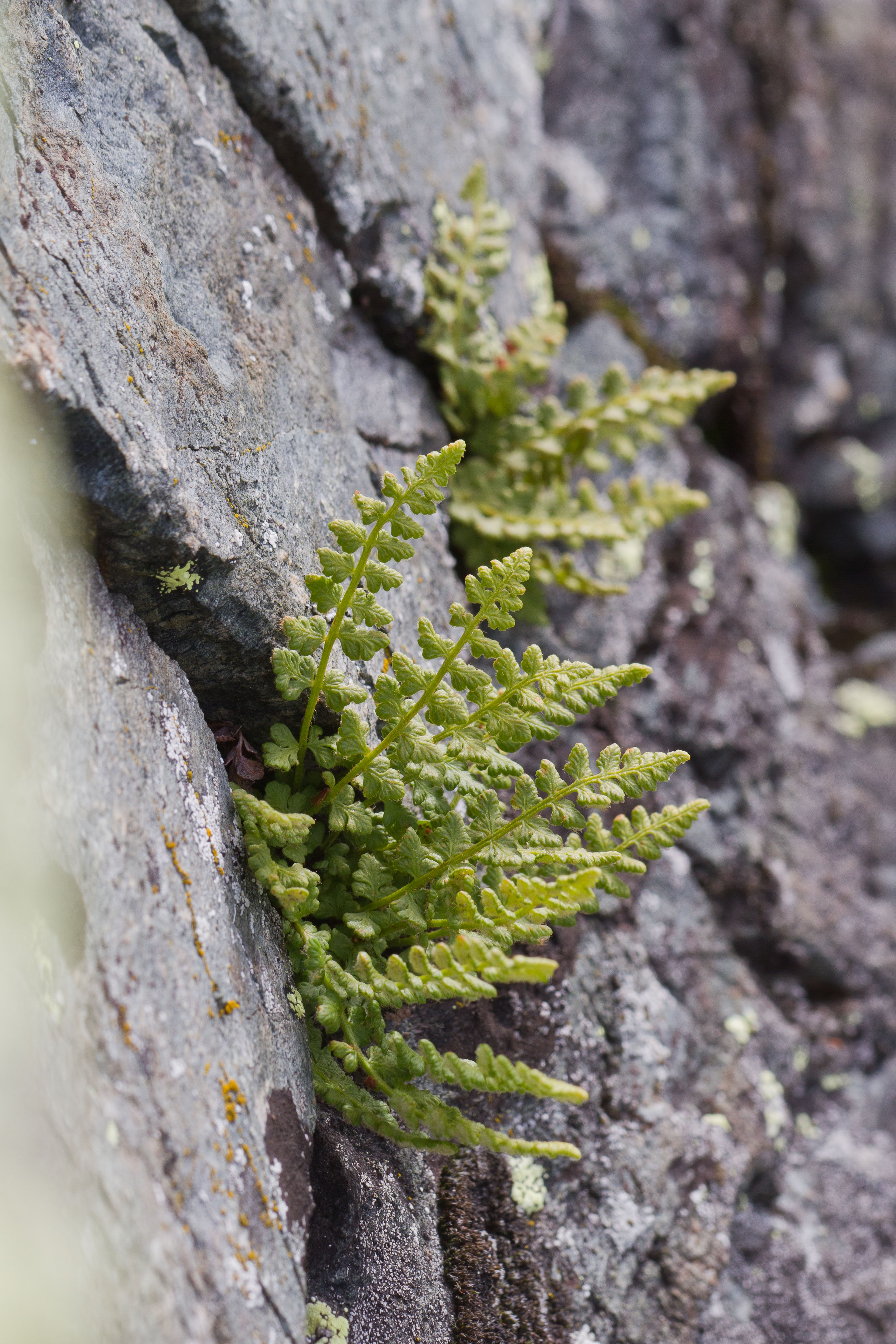 Dryopteridaceae_Woodsia alpina 1-2.jpg