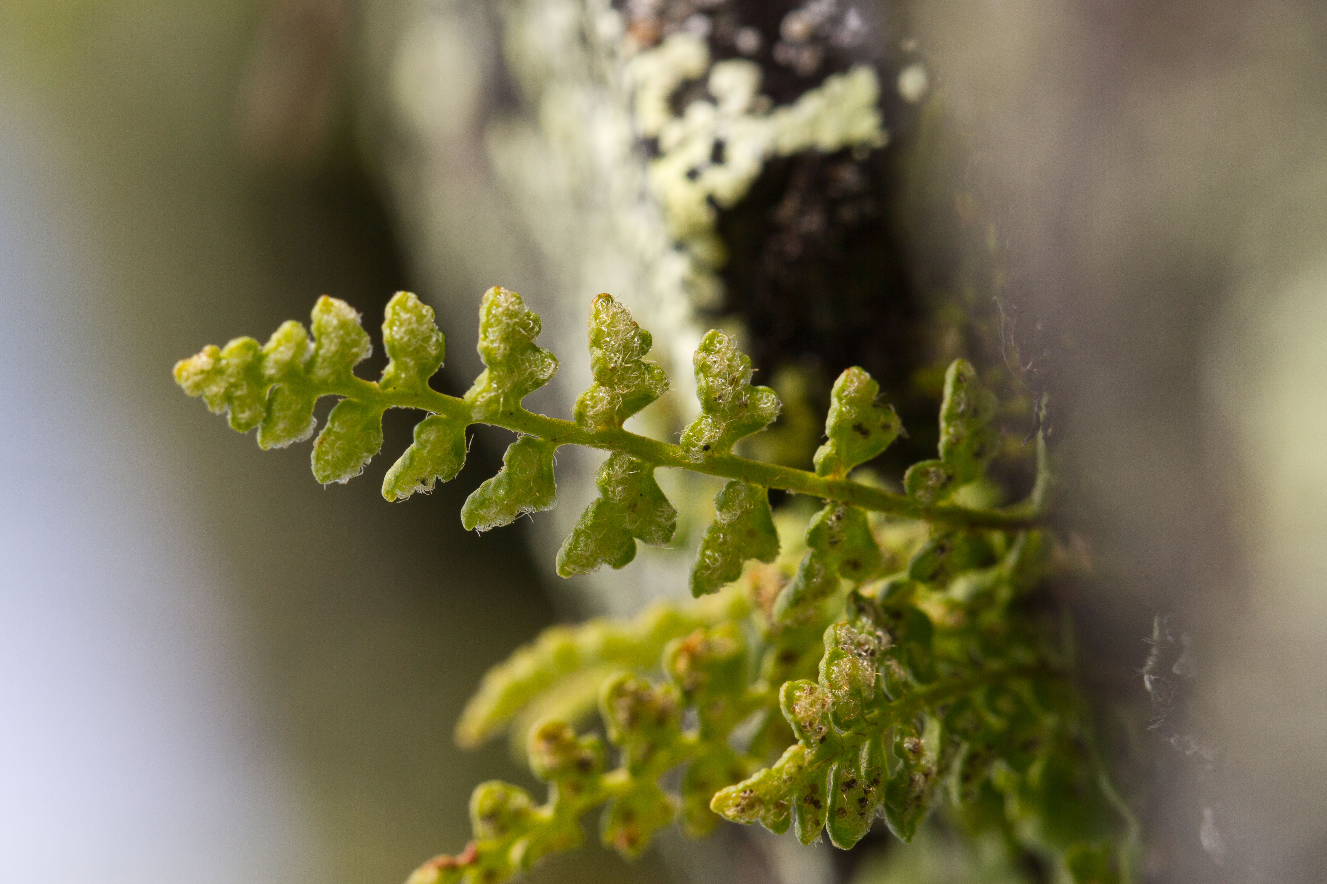 Dryopteridaceae_Woodsia alpina 2-2.jpg