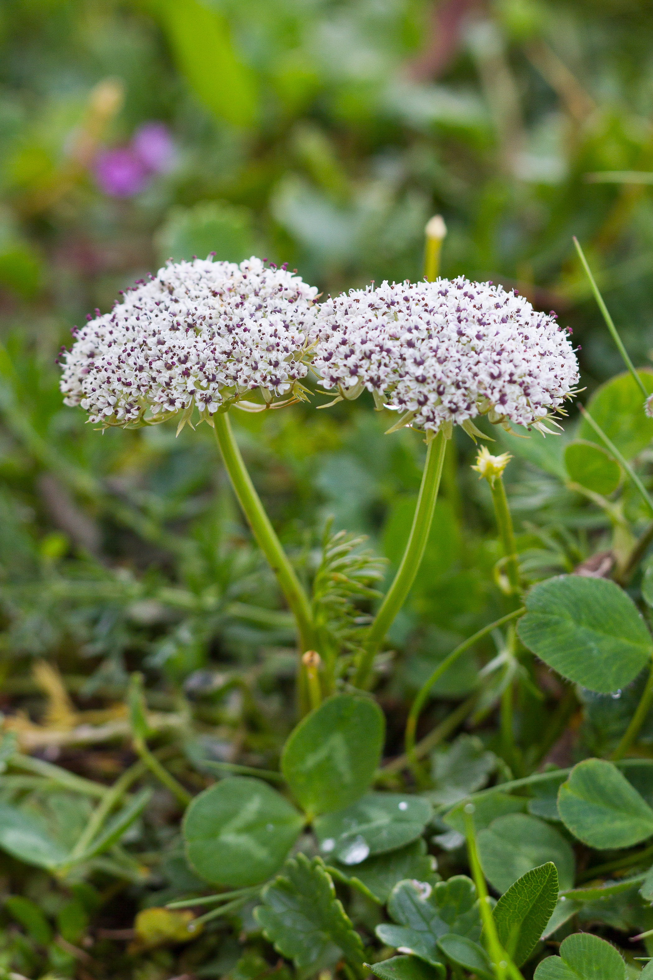 Apiaceae_Pachypleurum mutellinoides 1-2.jpg