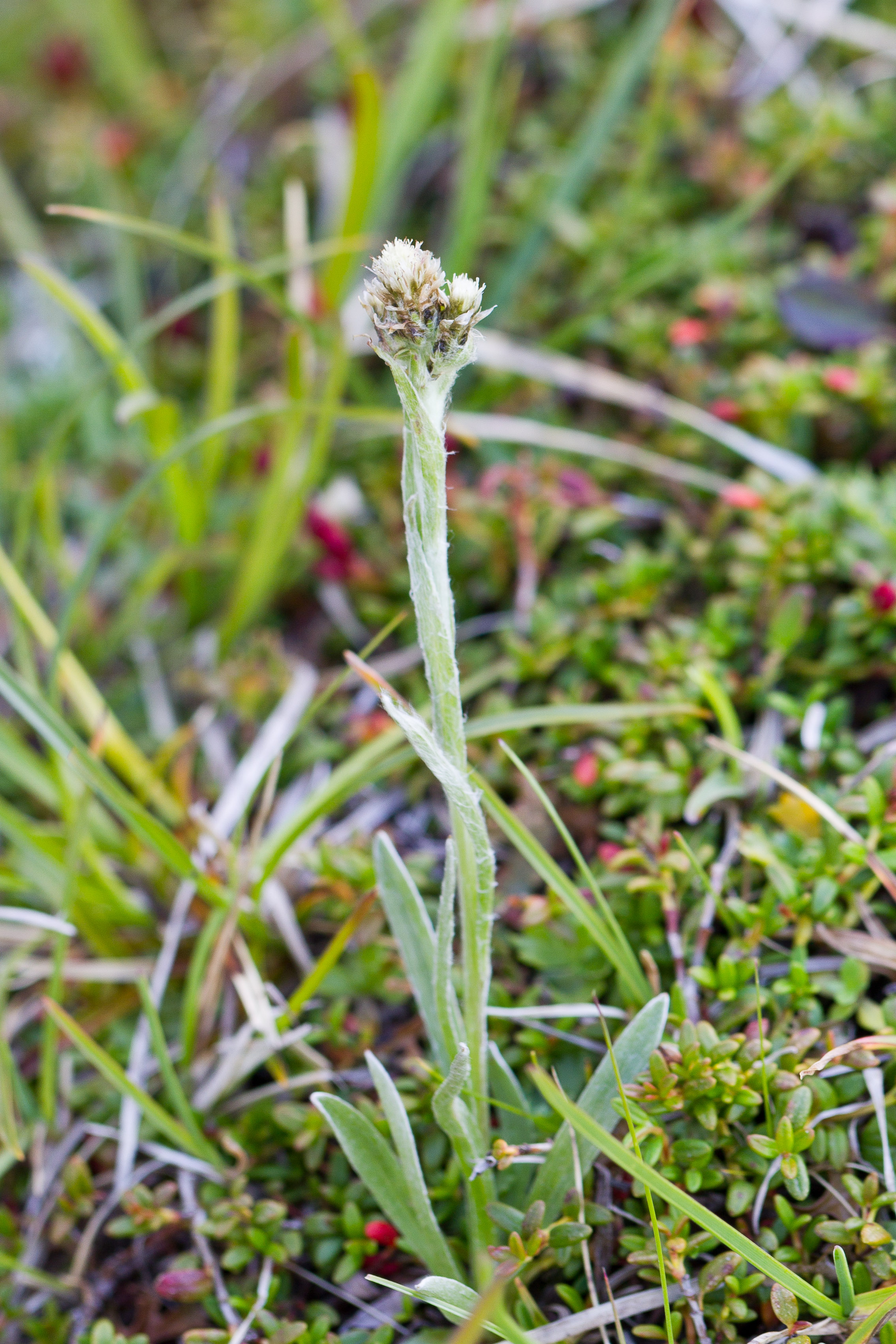 Asteraceae_Antennaria carpatica 1-2.jpg