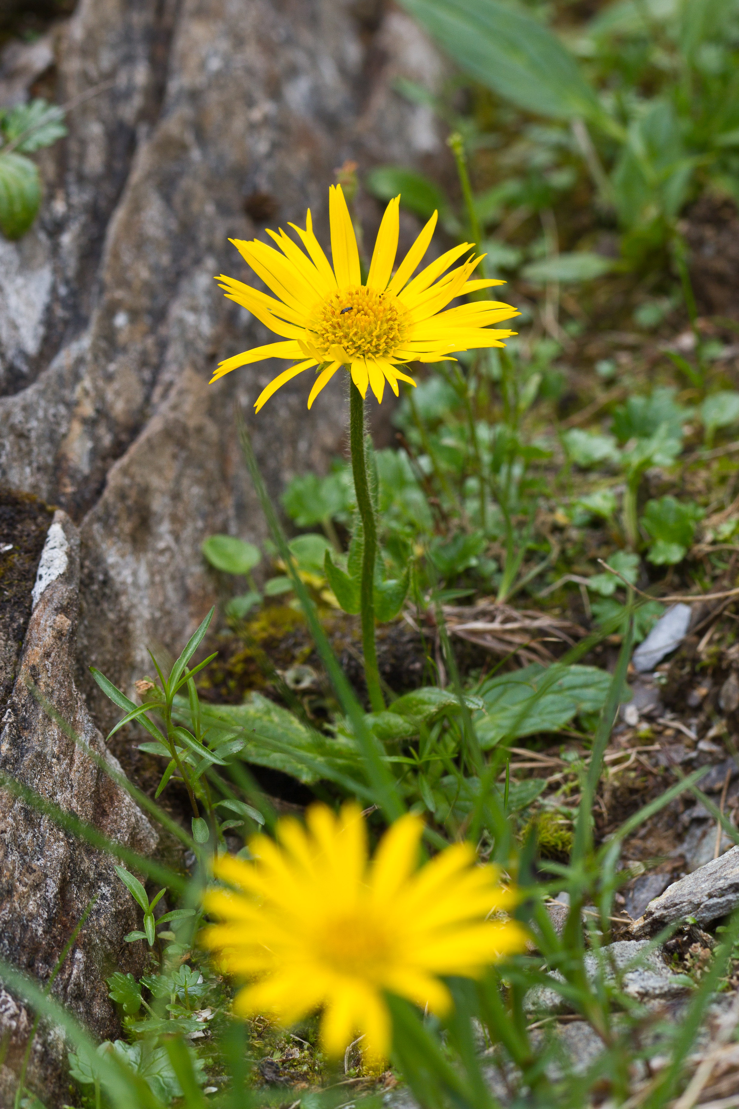 Asteraceae_Doronicum clusii villosum 1-2.jpg