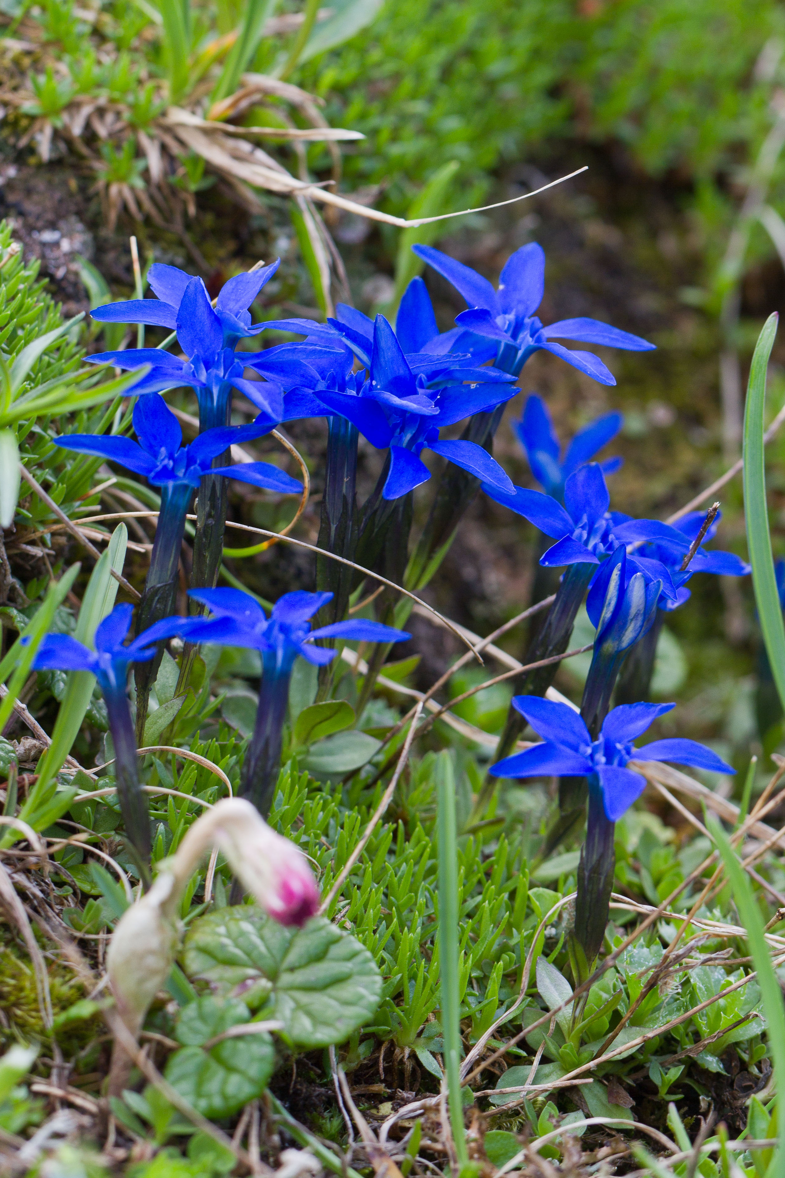 Gentianaceae_Gentiana brachyphylla 2-2.jpg