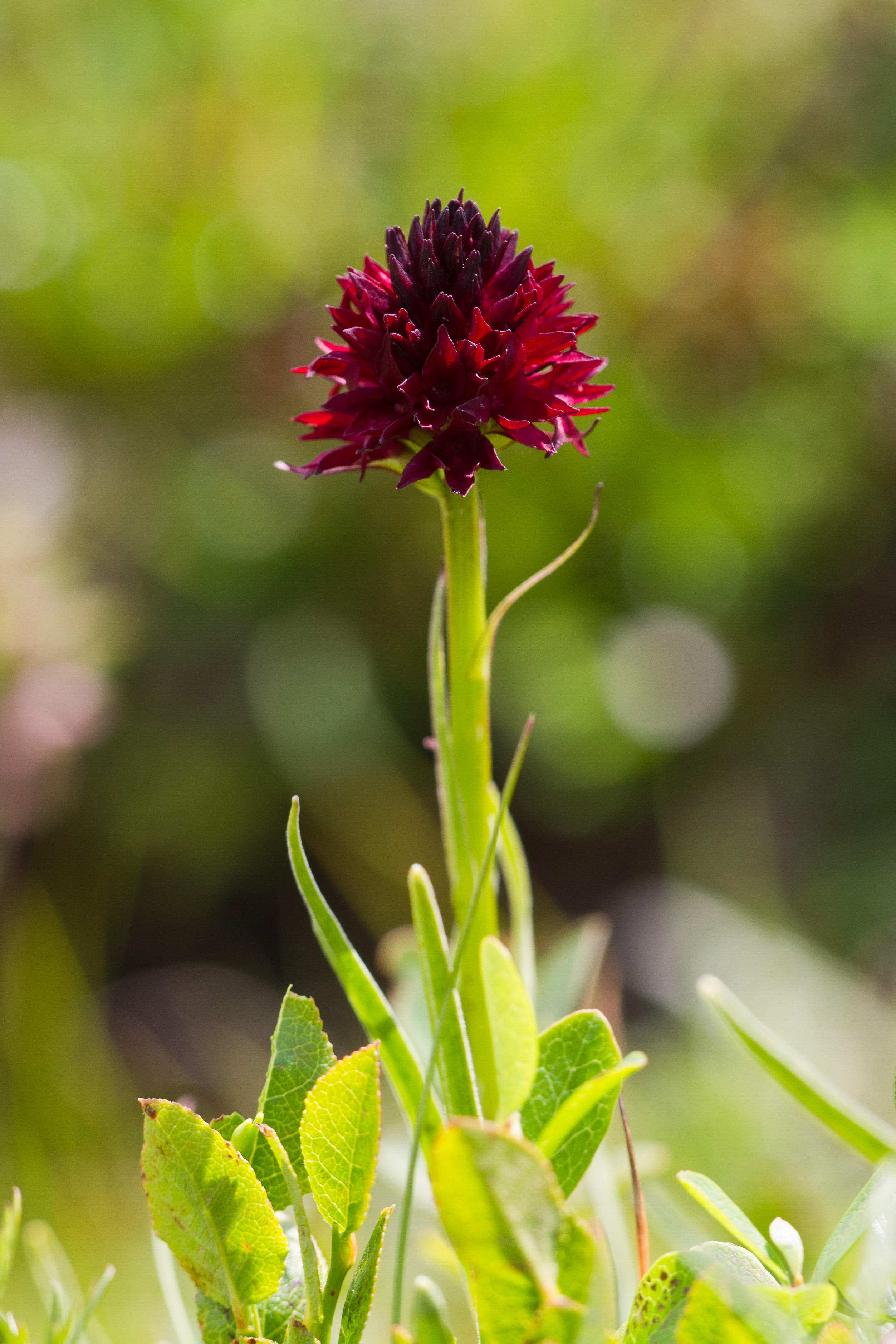 Orchidaceae_Nigritella rhellicani 1-2.jpg