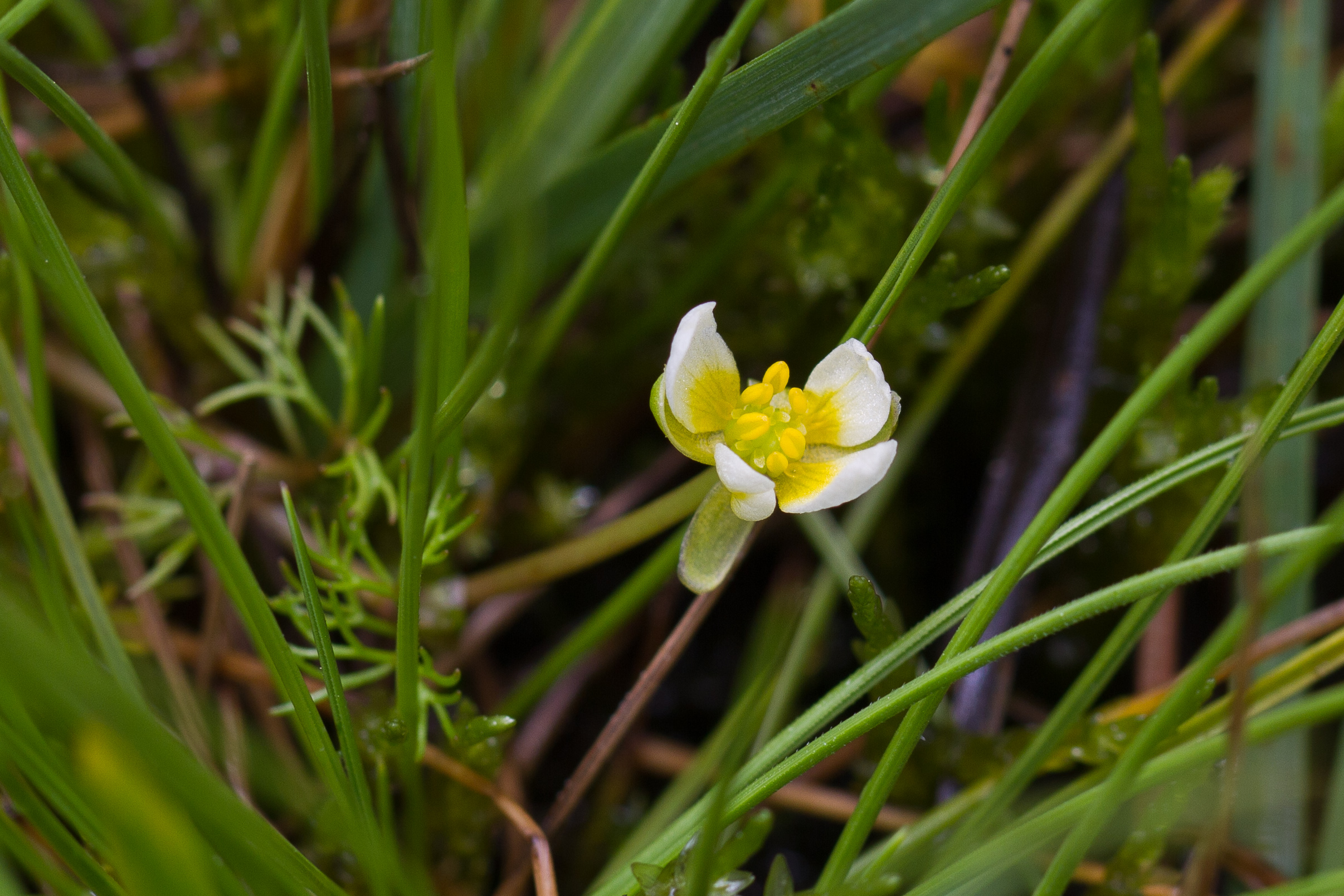 Ranunculaceae_Ranunculus confervoides 1-2.jpg