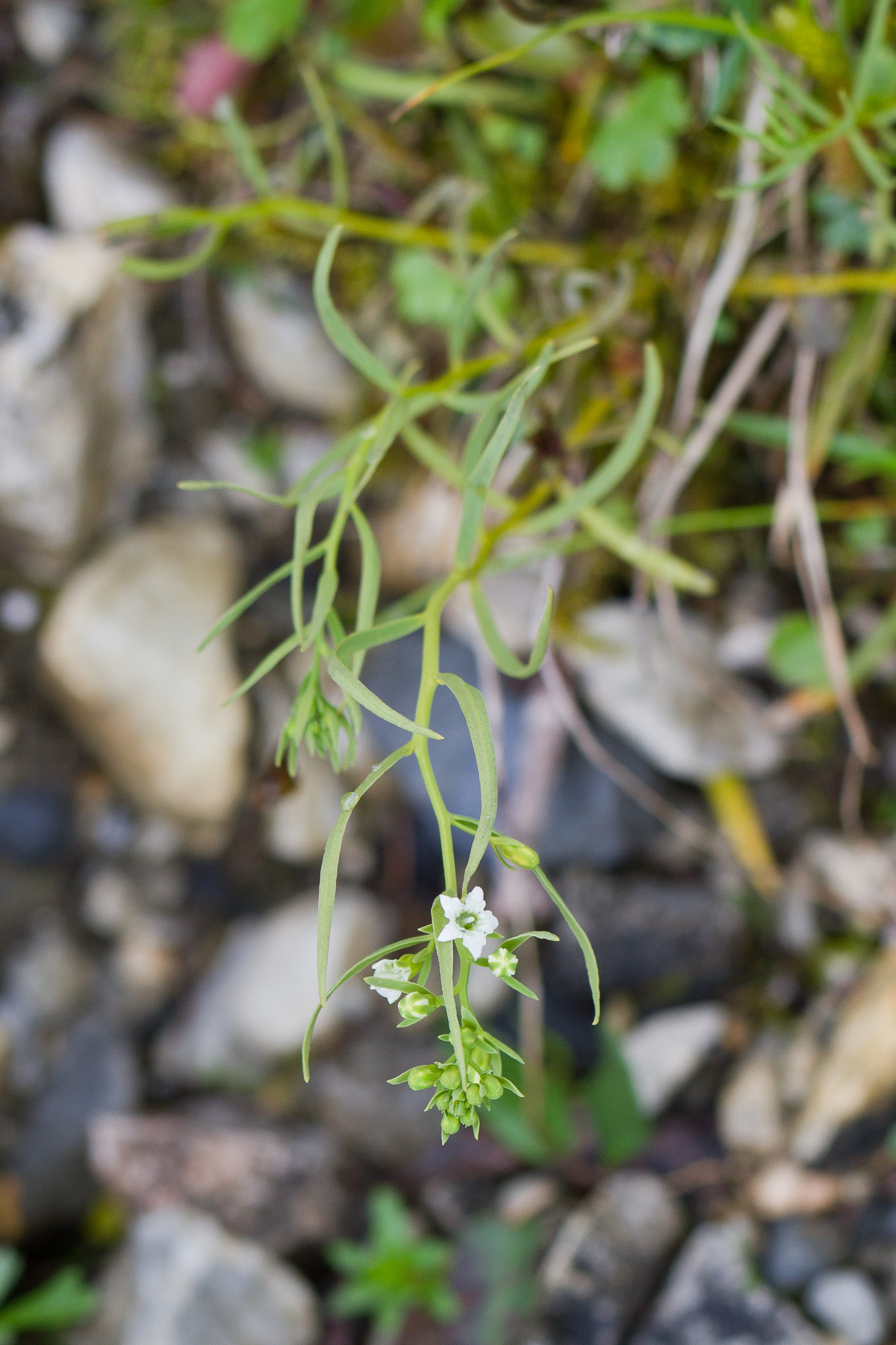 Santalaceae_Thesium pyrenaicum alpestre 1-2.jpg