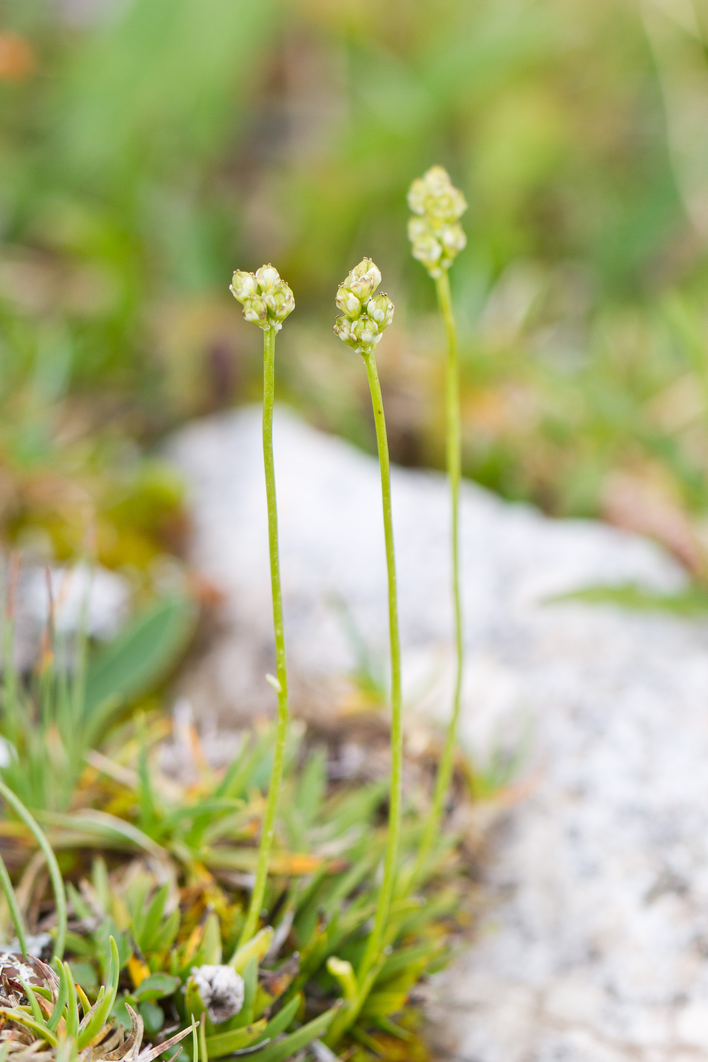 Tofieldiaceae_Tofieldia pusilla 1-2.jpg