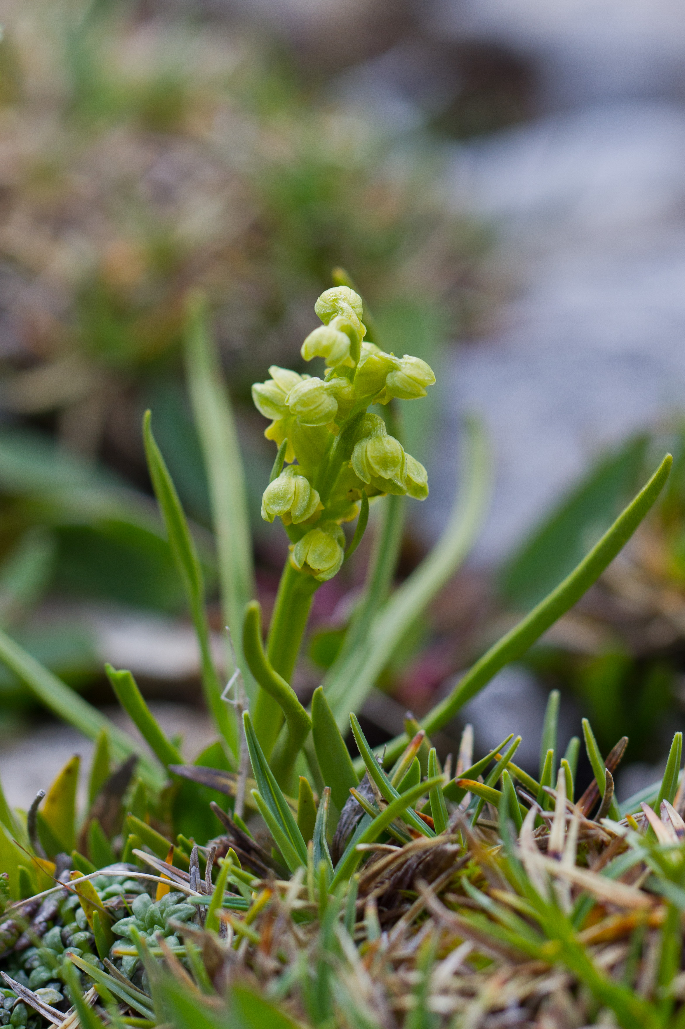 Orchidaceae_Chamorchis alpina 1-2.jpg