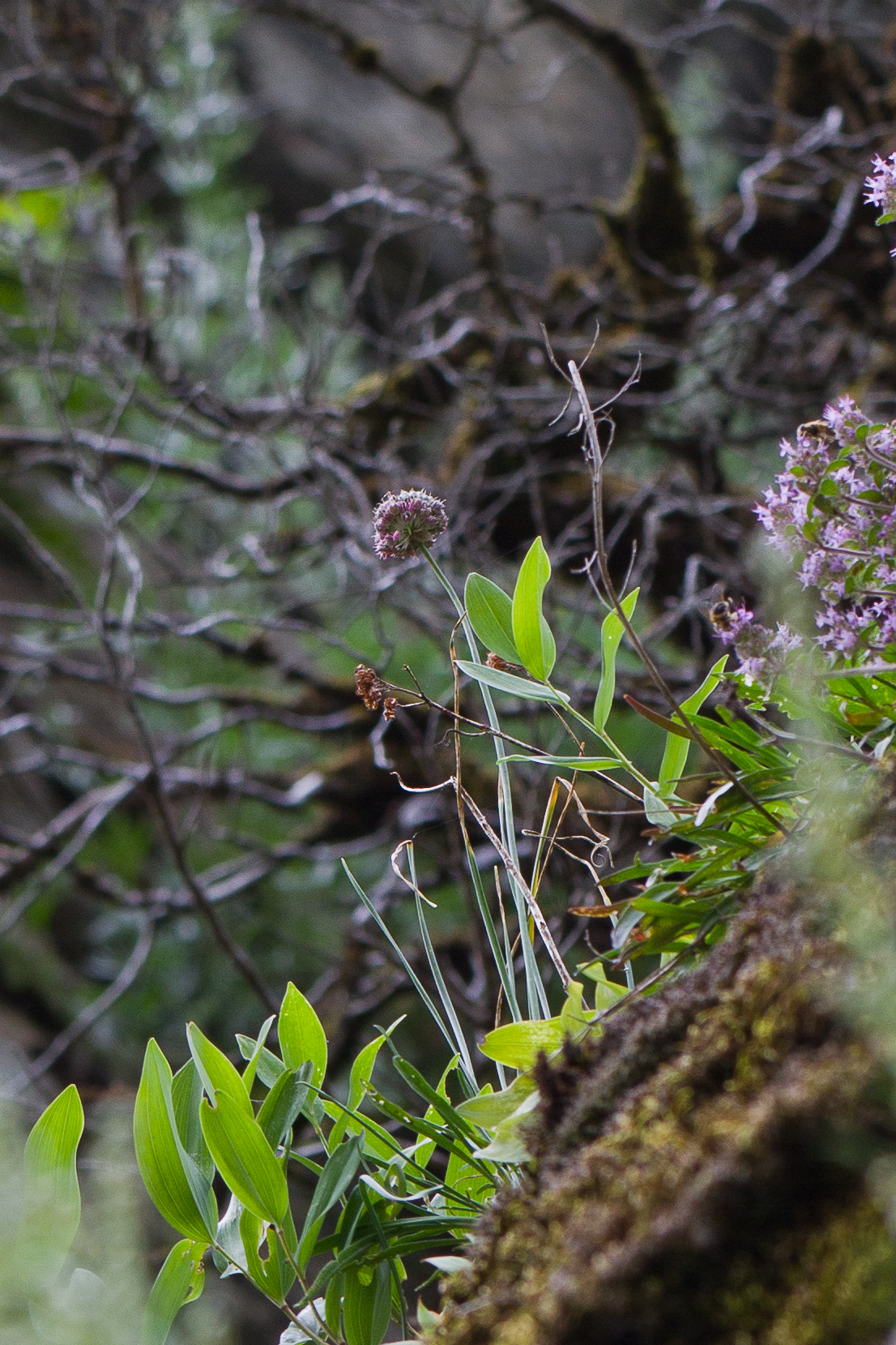 Alliaceae_Allium strictum 1-2.jpg