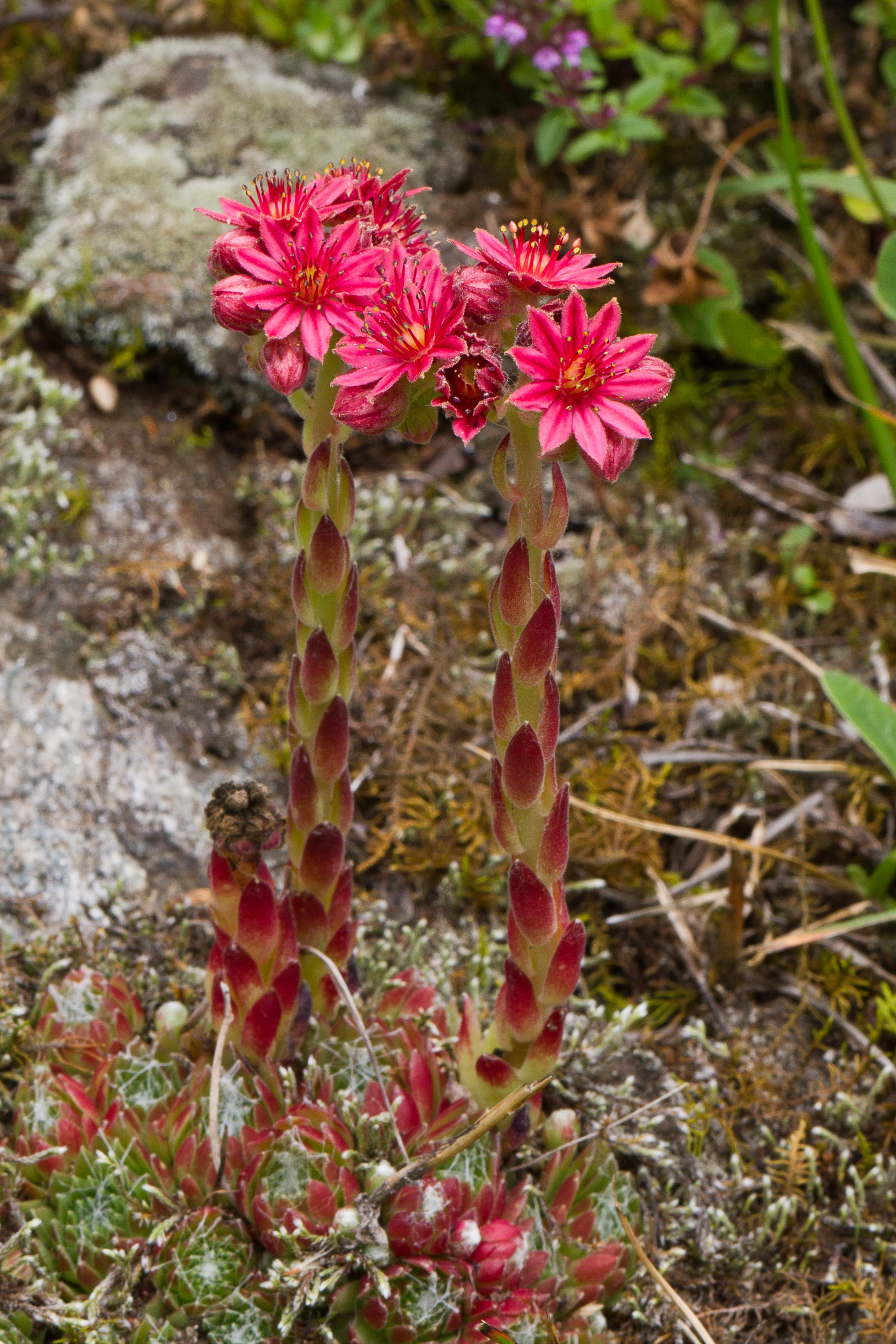 Crassulaceae_Sempervivum arachnoideum 1-2.jpg