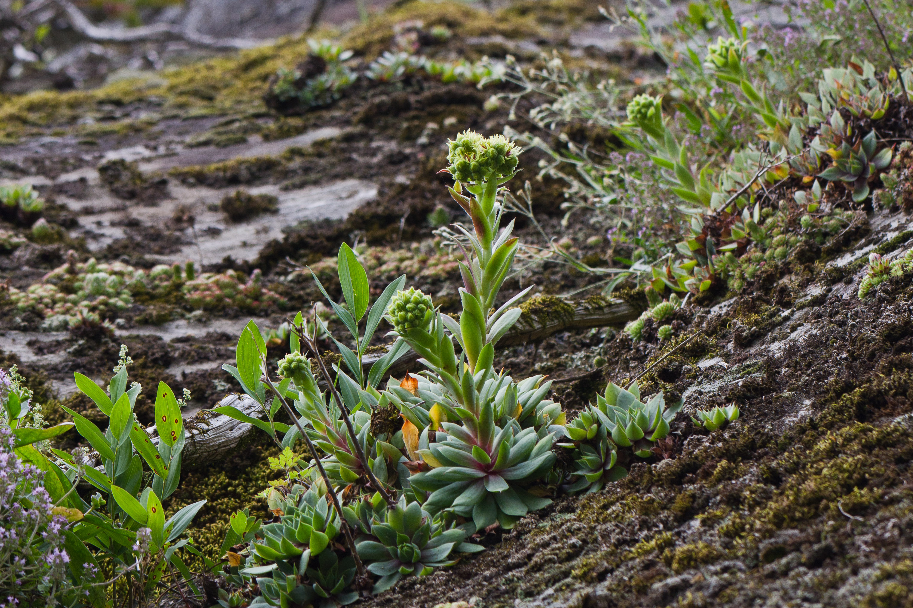 Crassulaceae_Sempervivum wulfenii 1-2.jpg