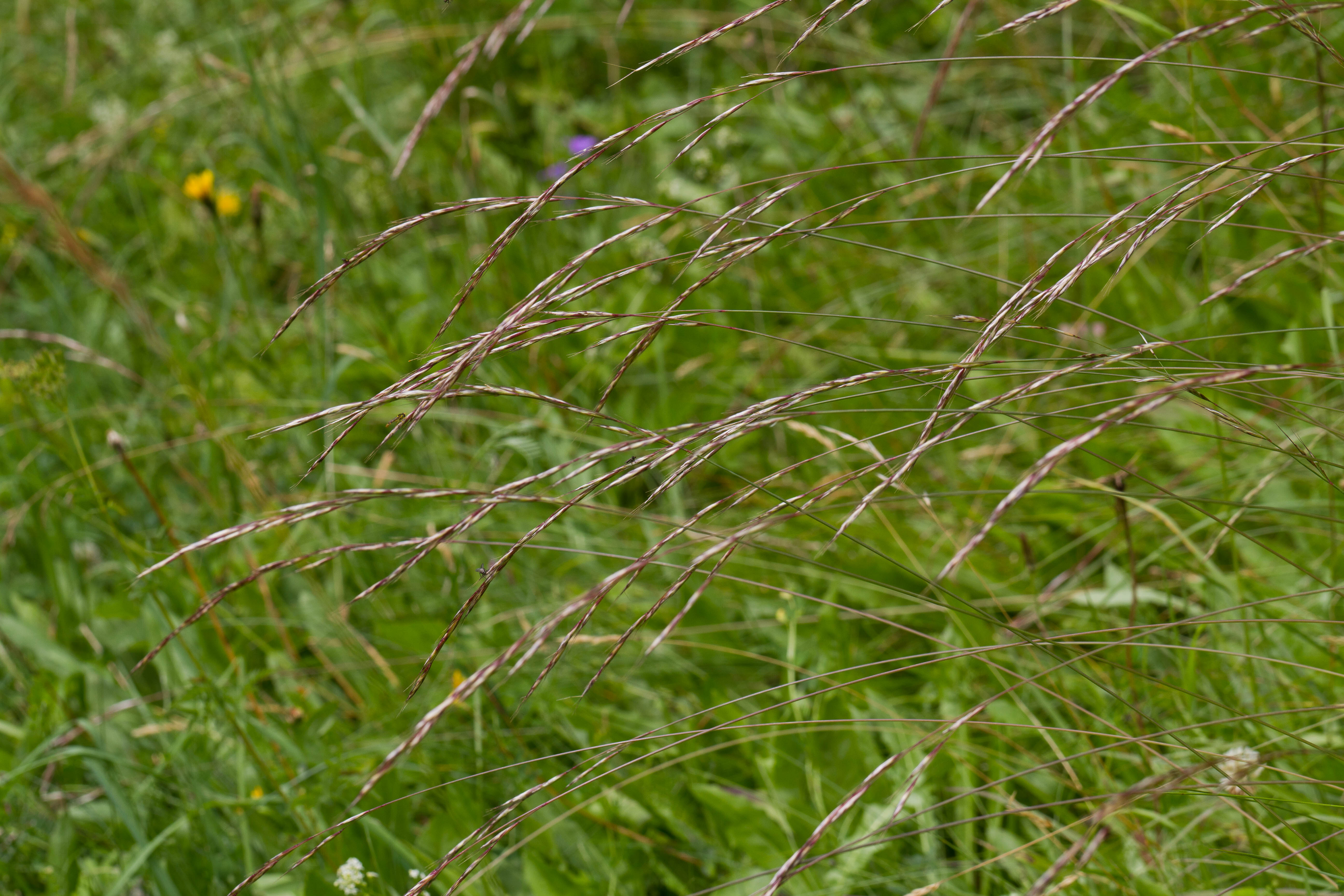 Poaceae_Avenula adsurgens ausserdorferi 1-2.jpg