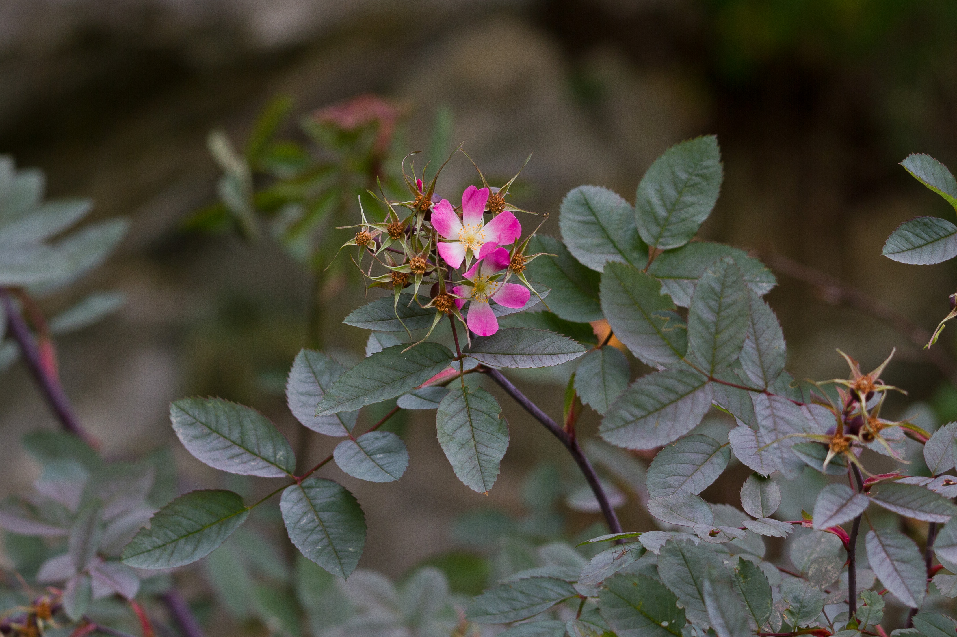 Rosaceae_Rosa glauca 1-2.jpg