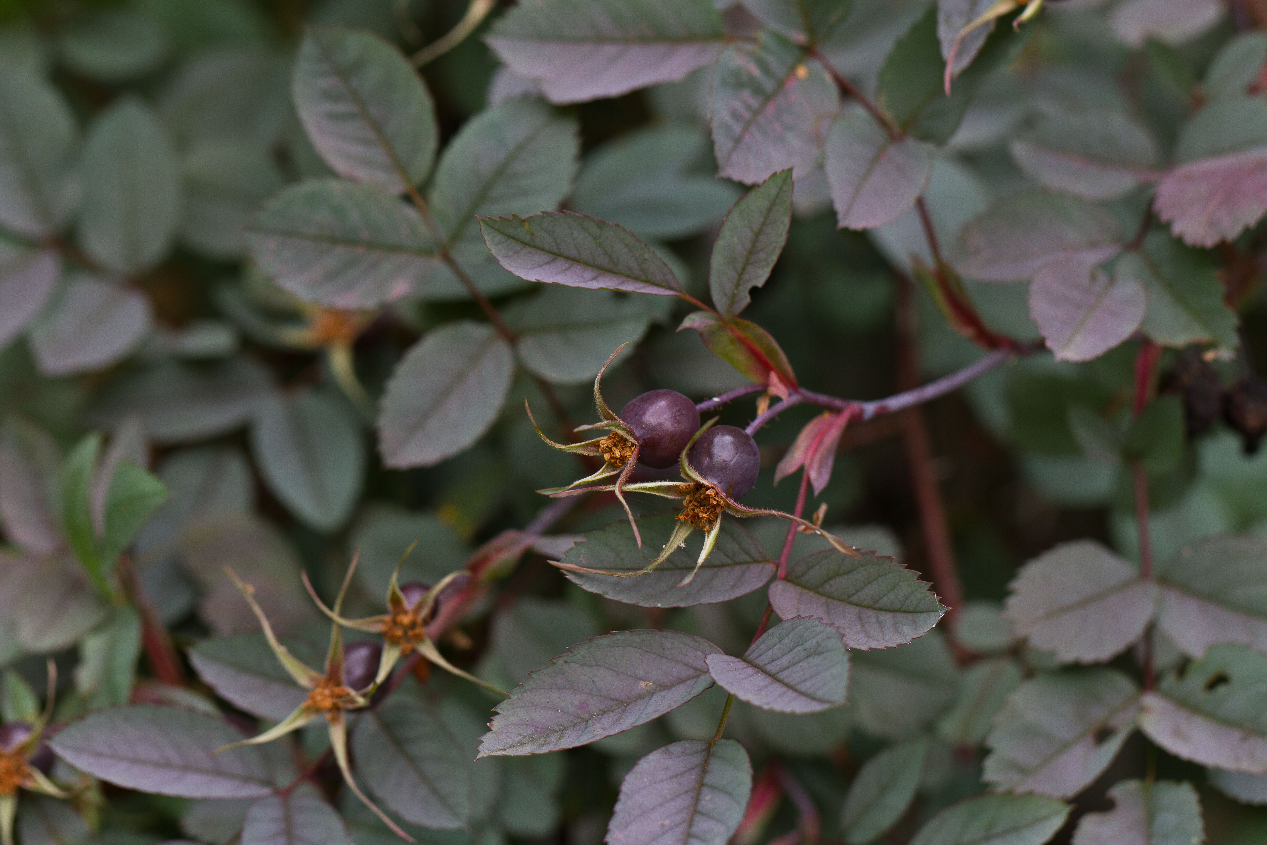 Rosaceae_Rosa glauca Frucht 1-2.jpg