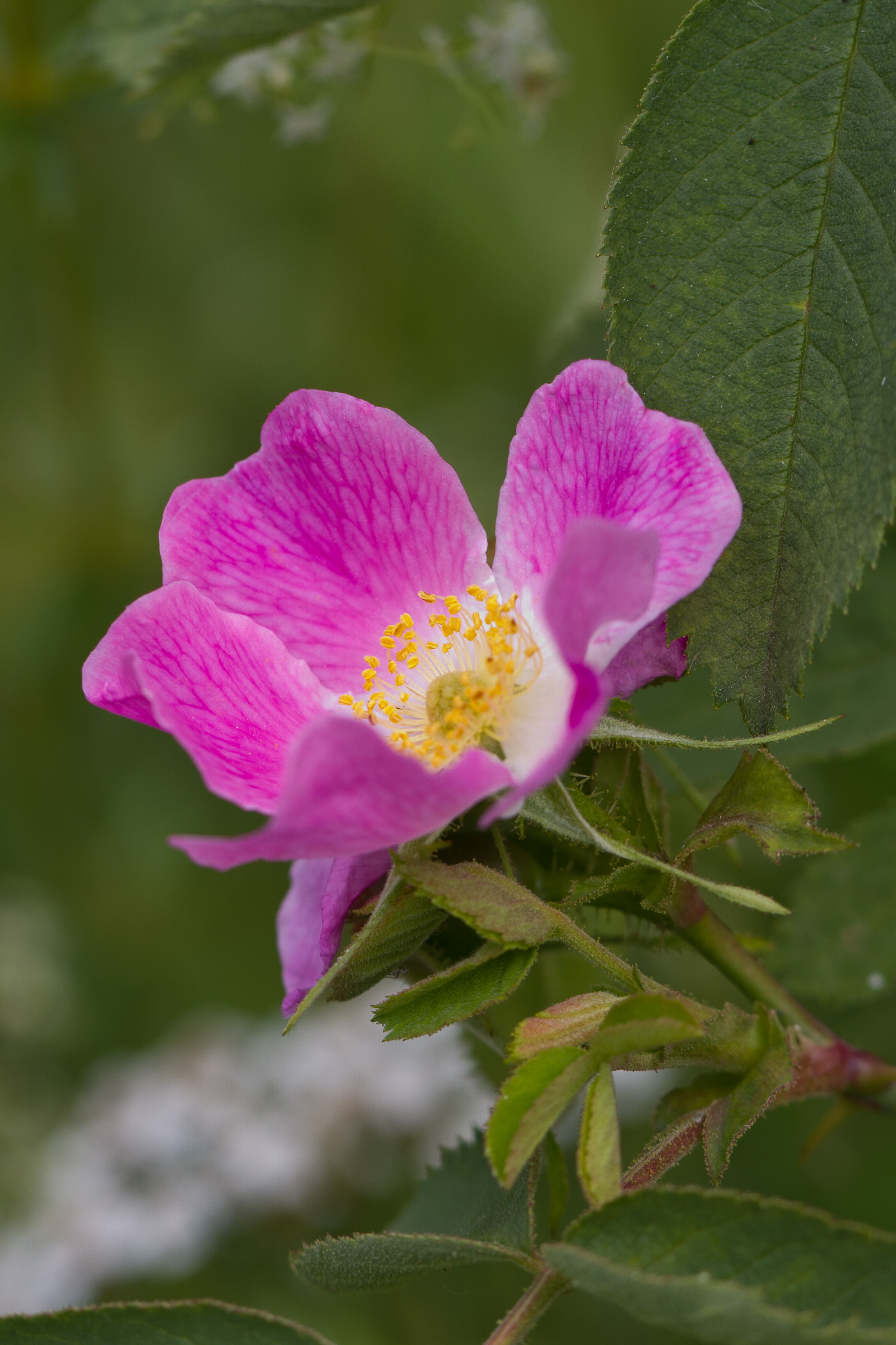 Rosaceae_Rosa villosa 2-2.jpg