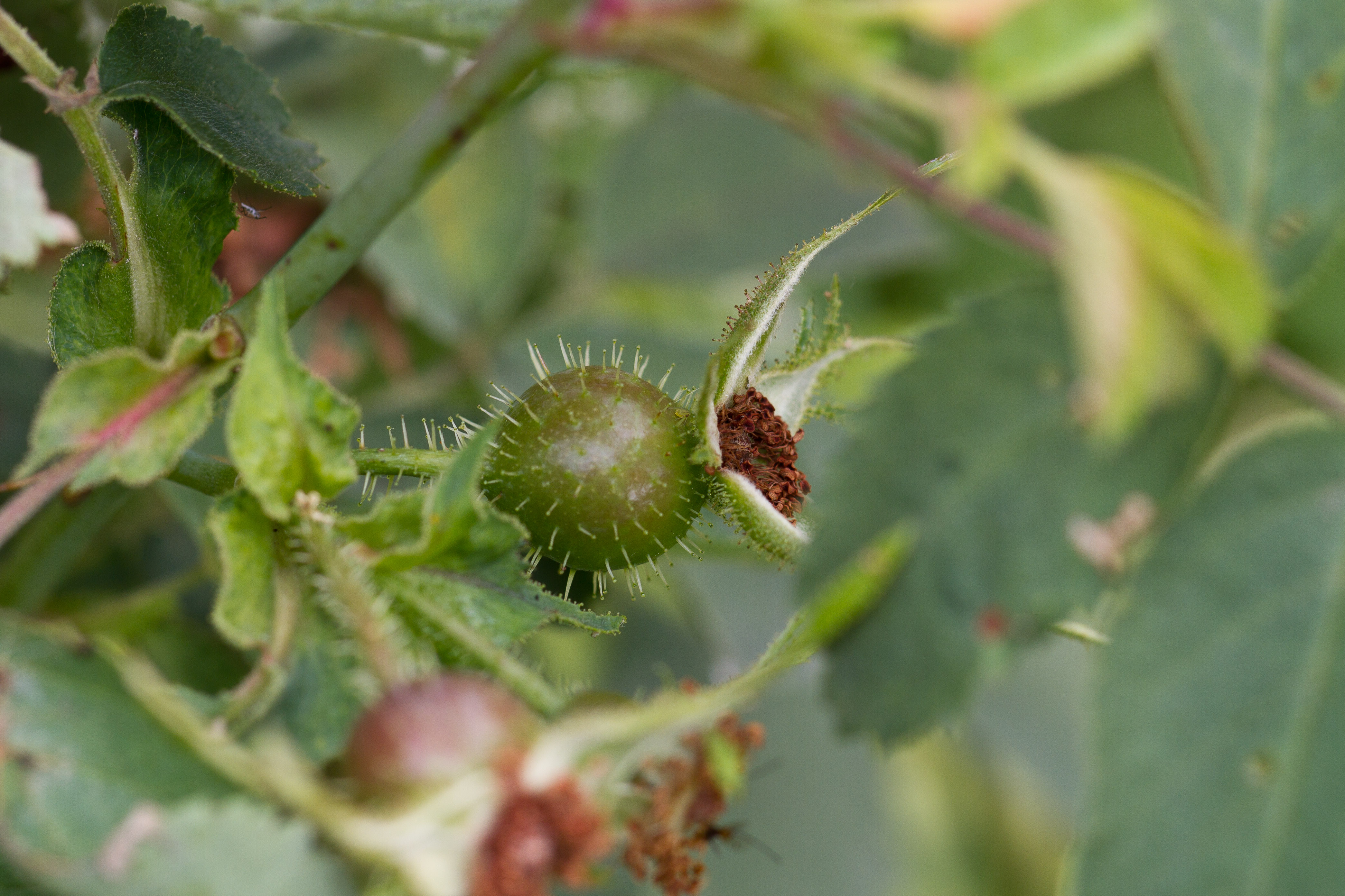 Rosaceae_Rosa villosa Frucht 1-2.jpg