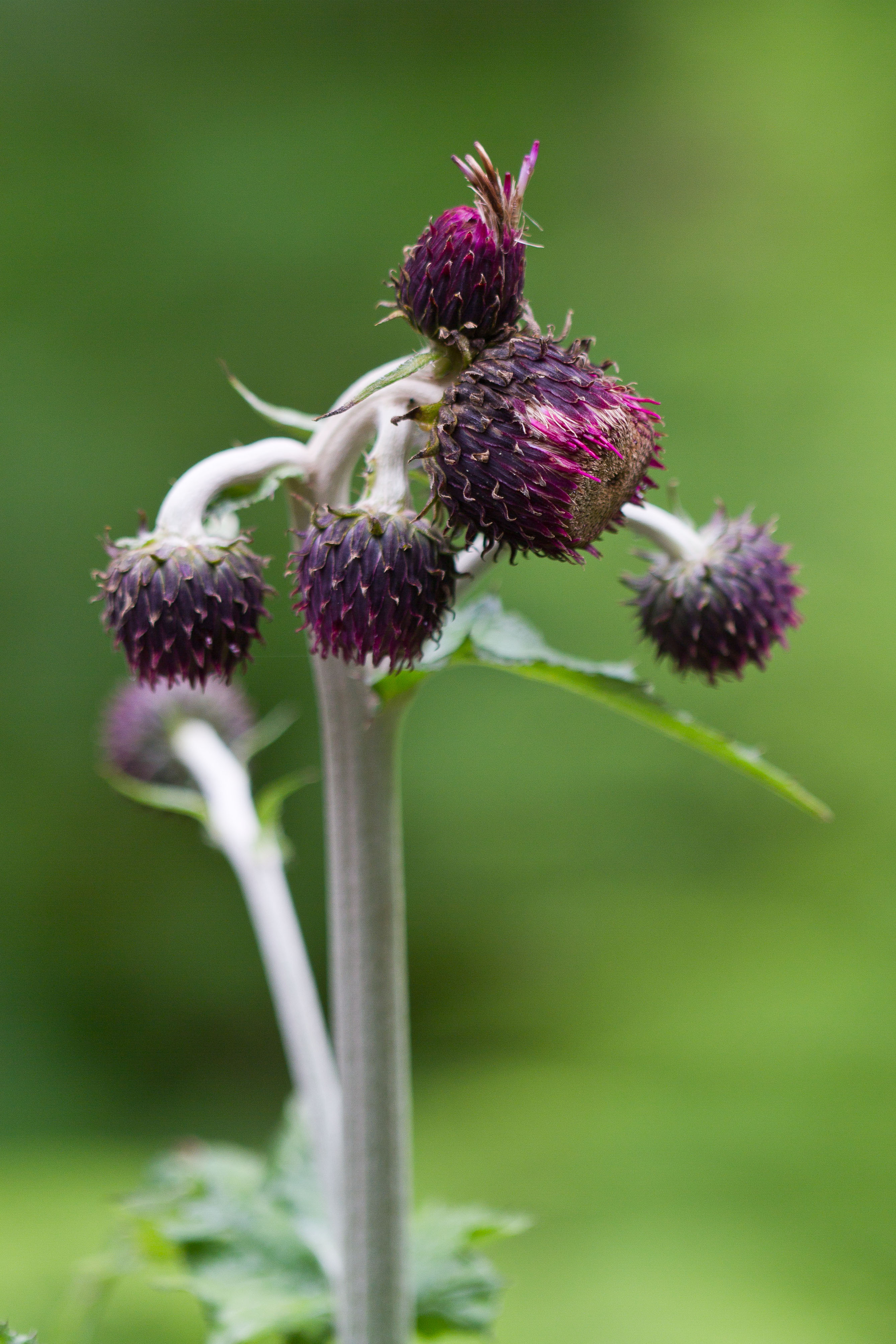 Asteraceae_Cirsium waldsteinii 1-2.jpg