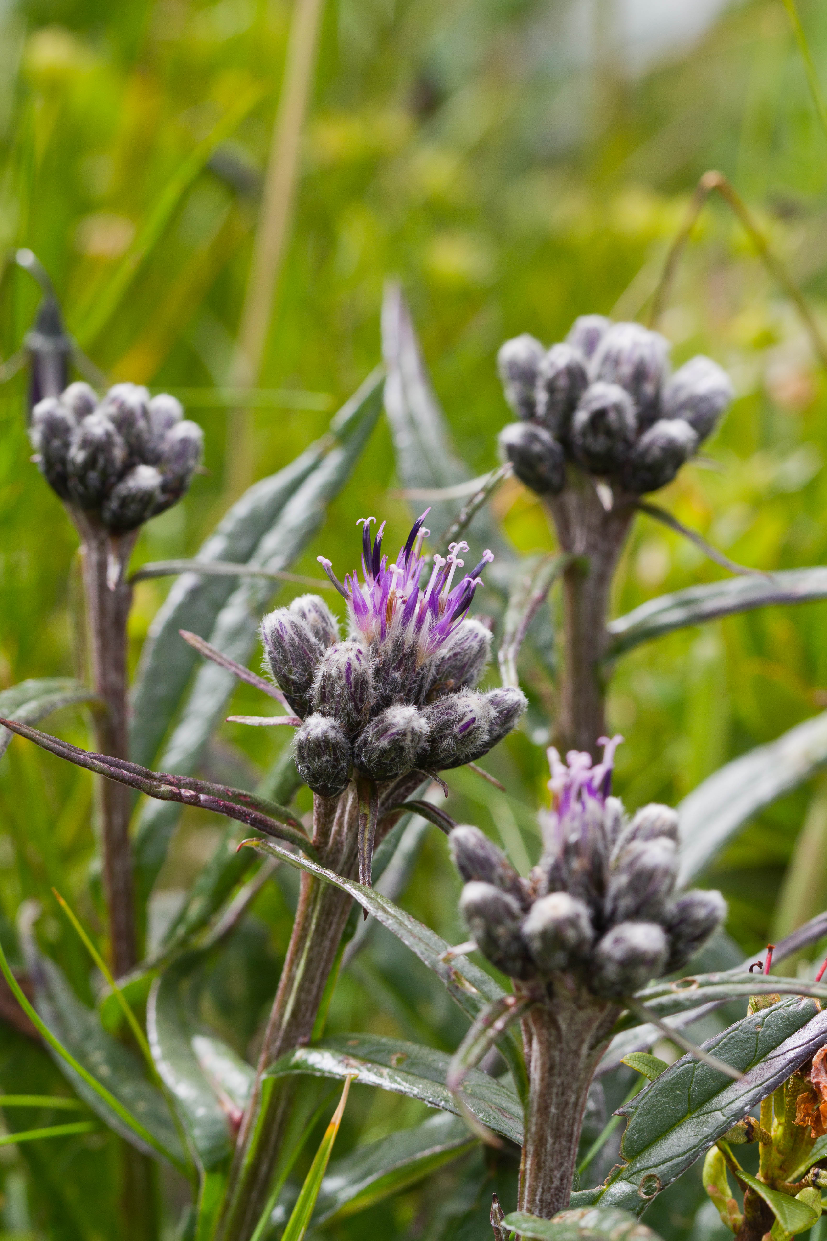 Asteraceae_Saussurea alpina 1-2.jpg