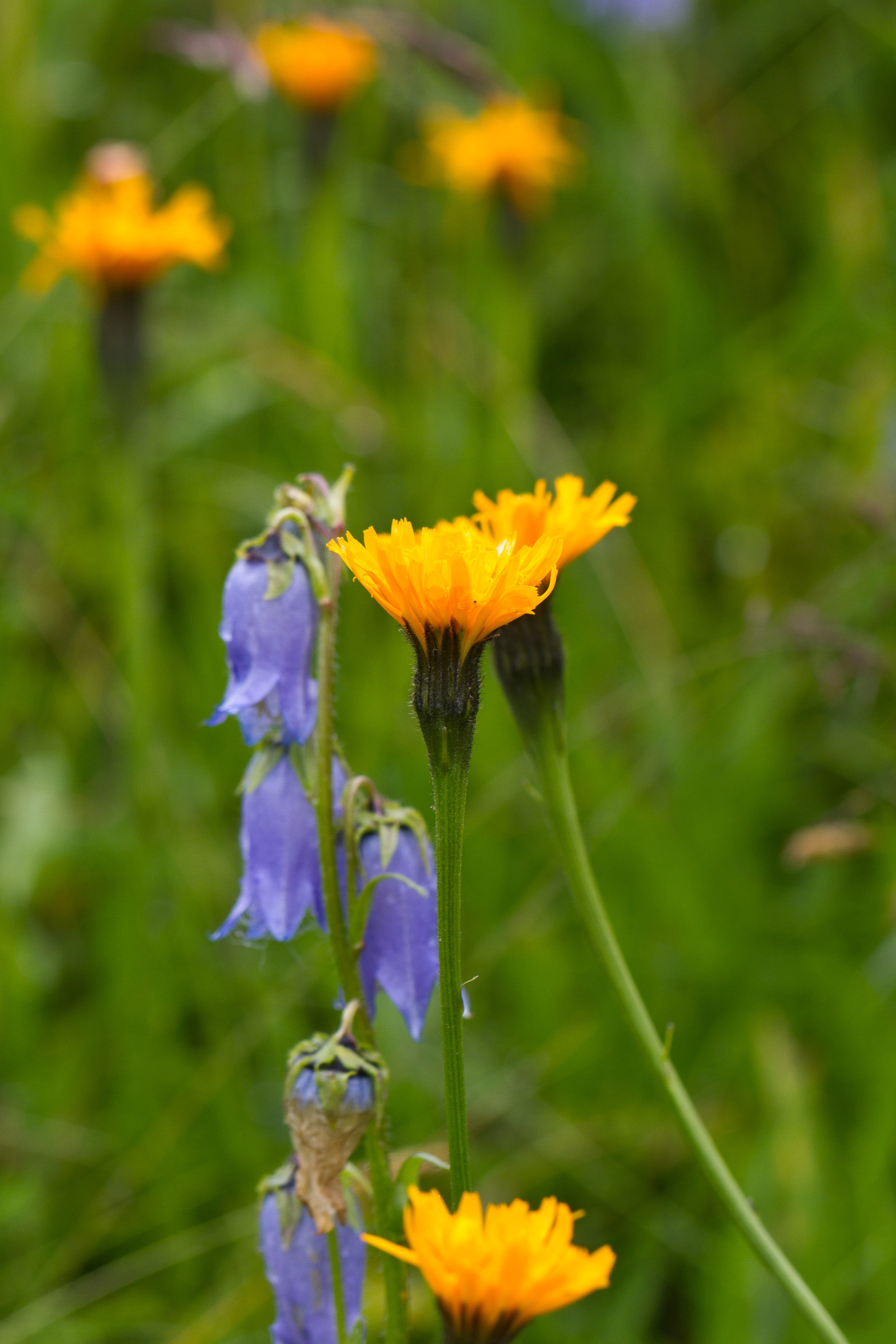 Asteraceae_Scorzoneroides crocea 1-2.jpg