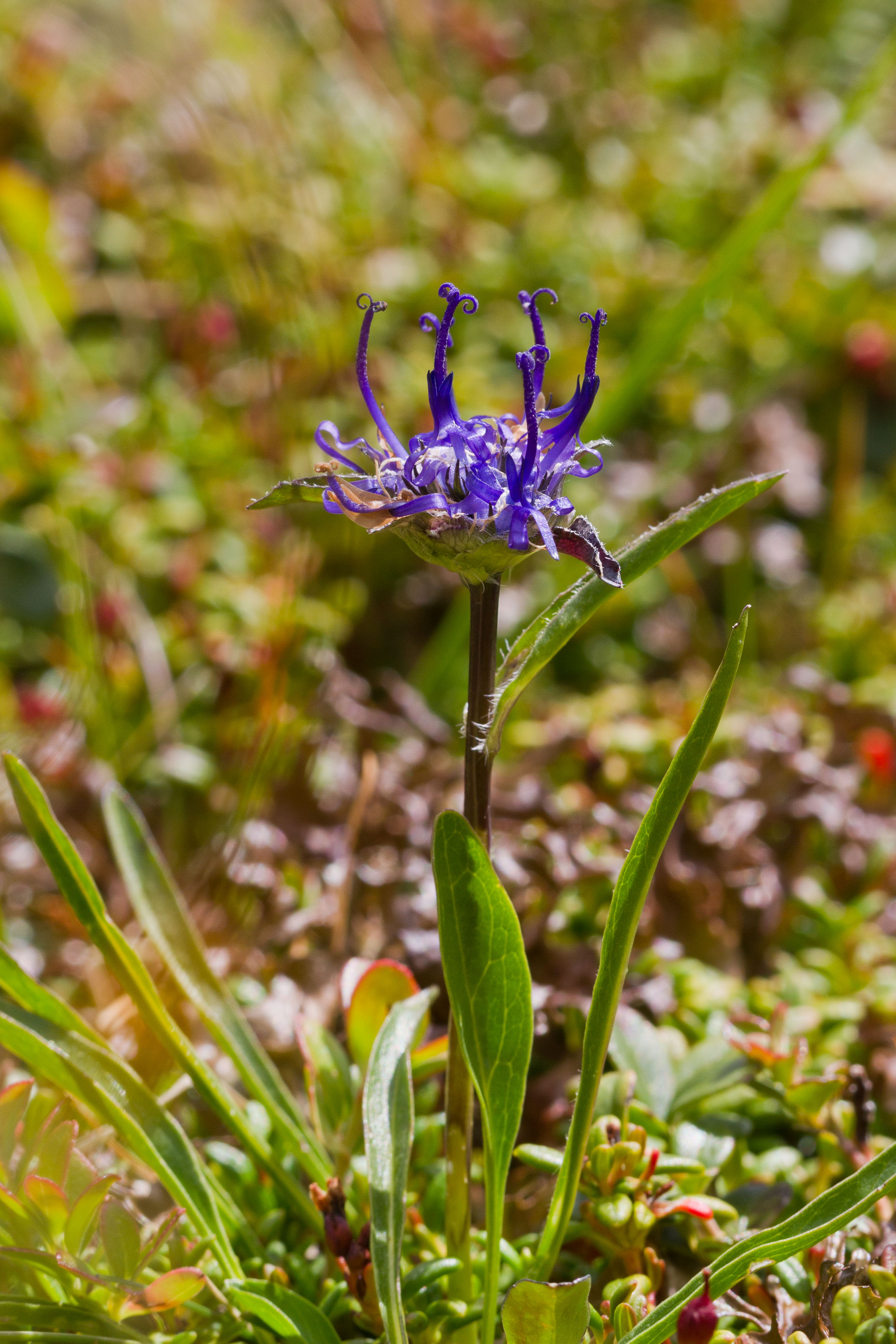 Campanulaceae_Phyteuma confusum 2-2.jpg