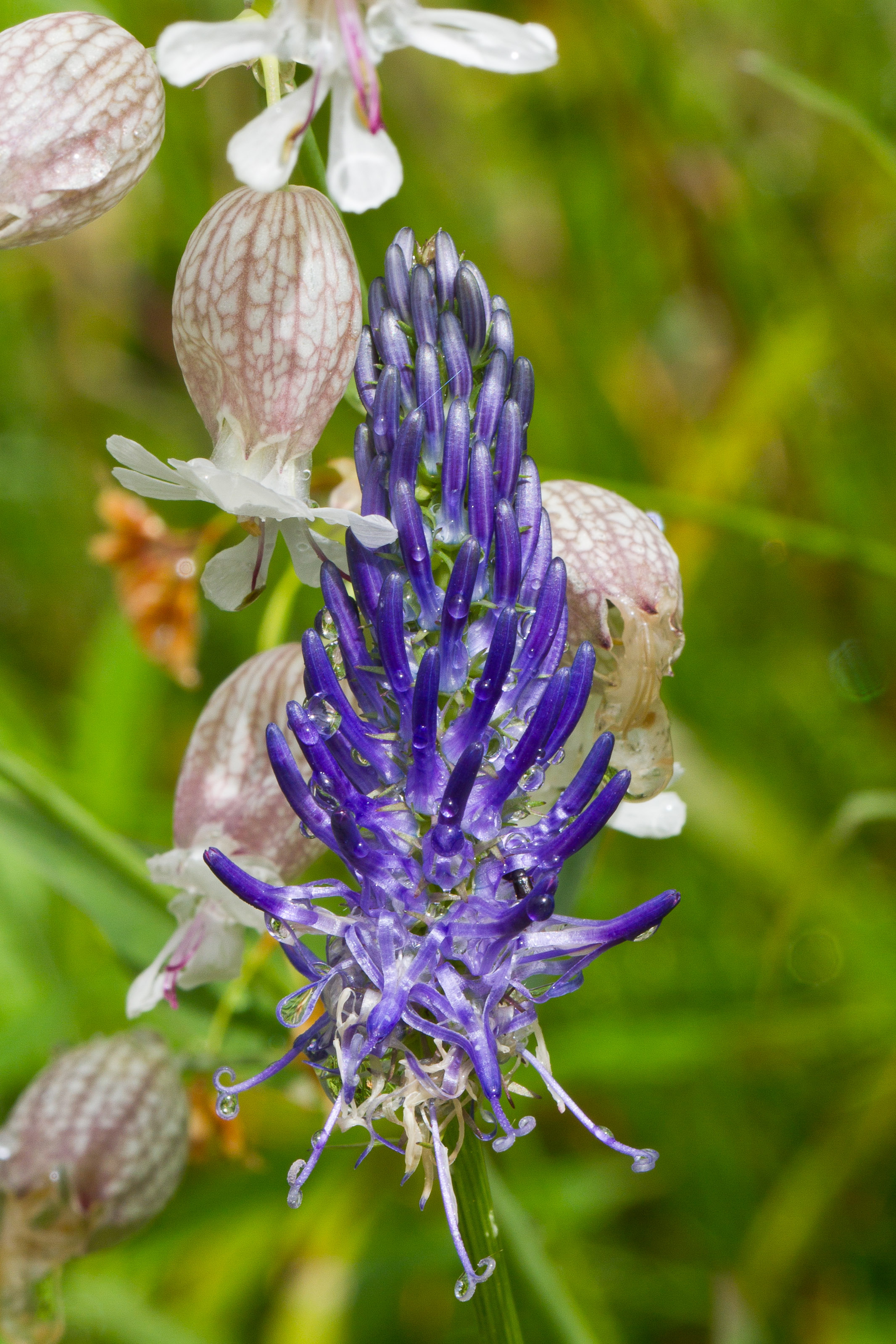 Campanulaceae_Phyteuma persicifolium 1-2.jpg