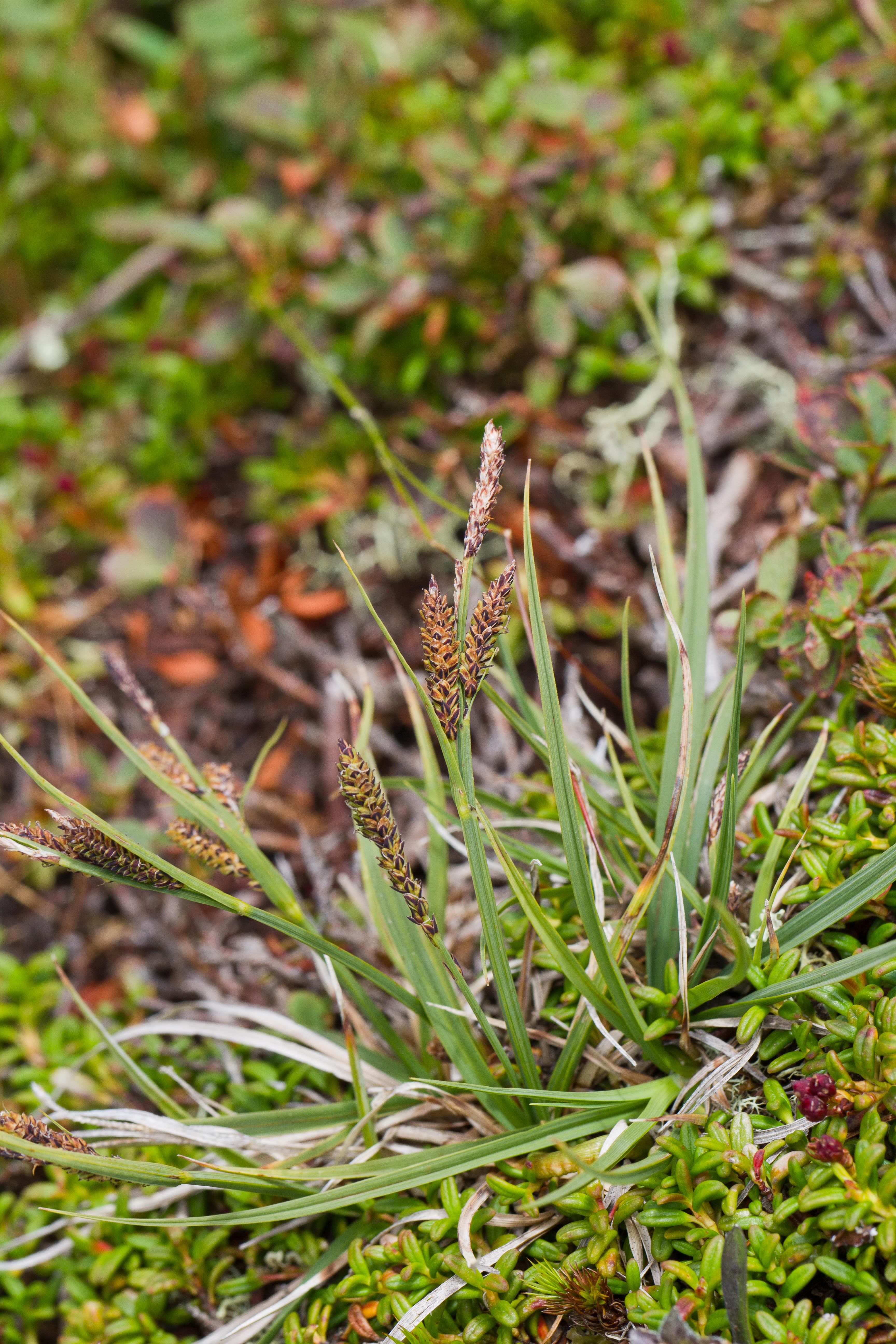 Cyperaceae_Carex bigelowii 2-2.jpg
