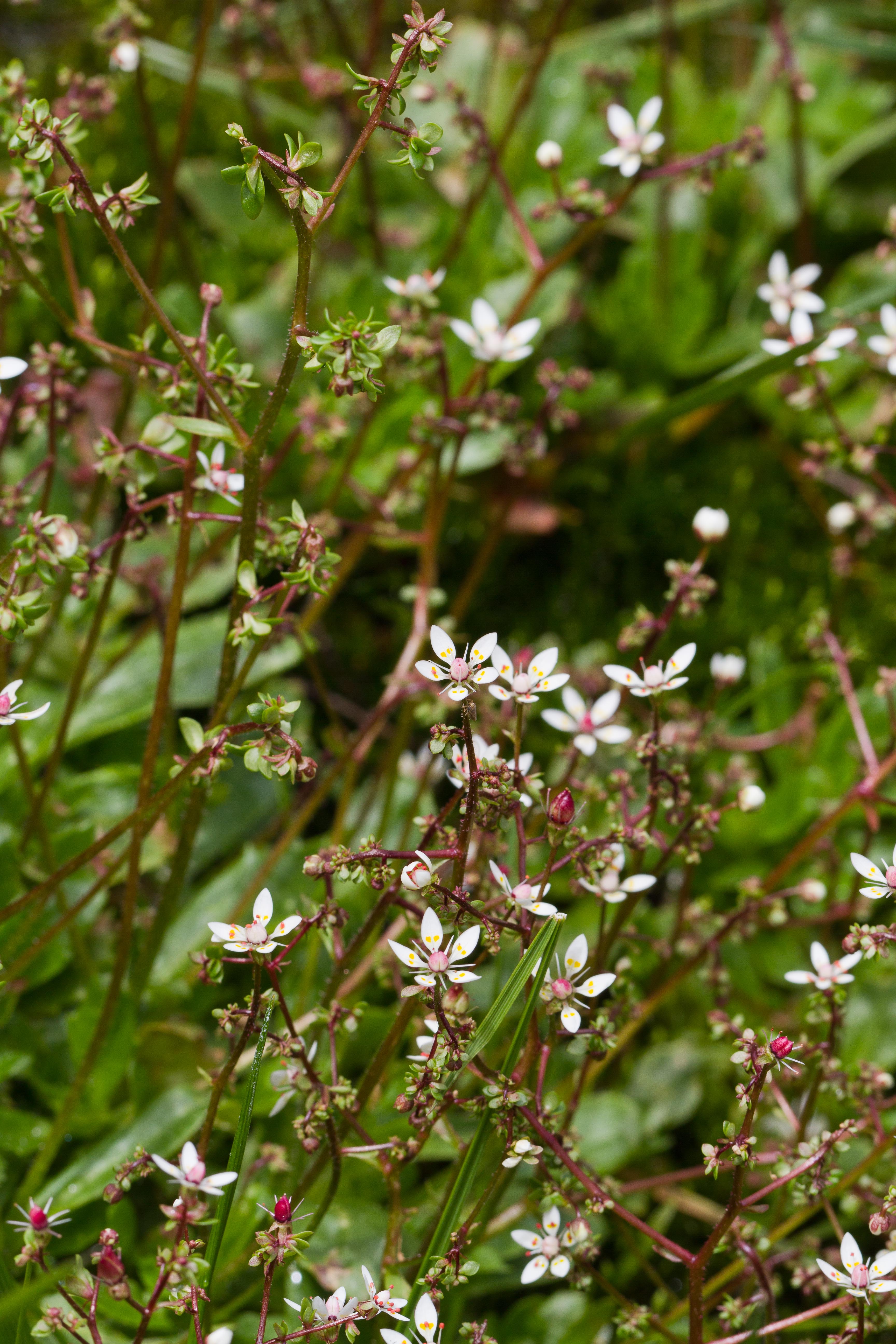 Saxifragaceae_Saxifraga stellaris prolifera 1-2.jpg