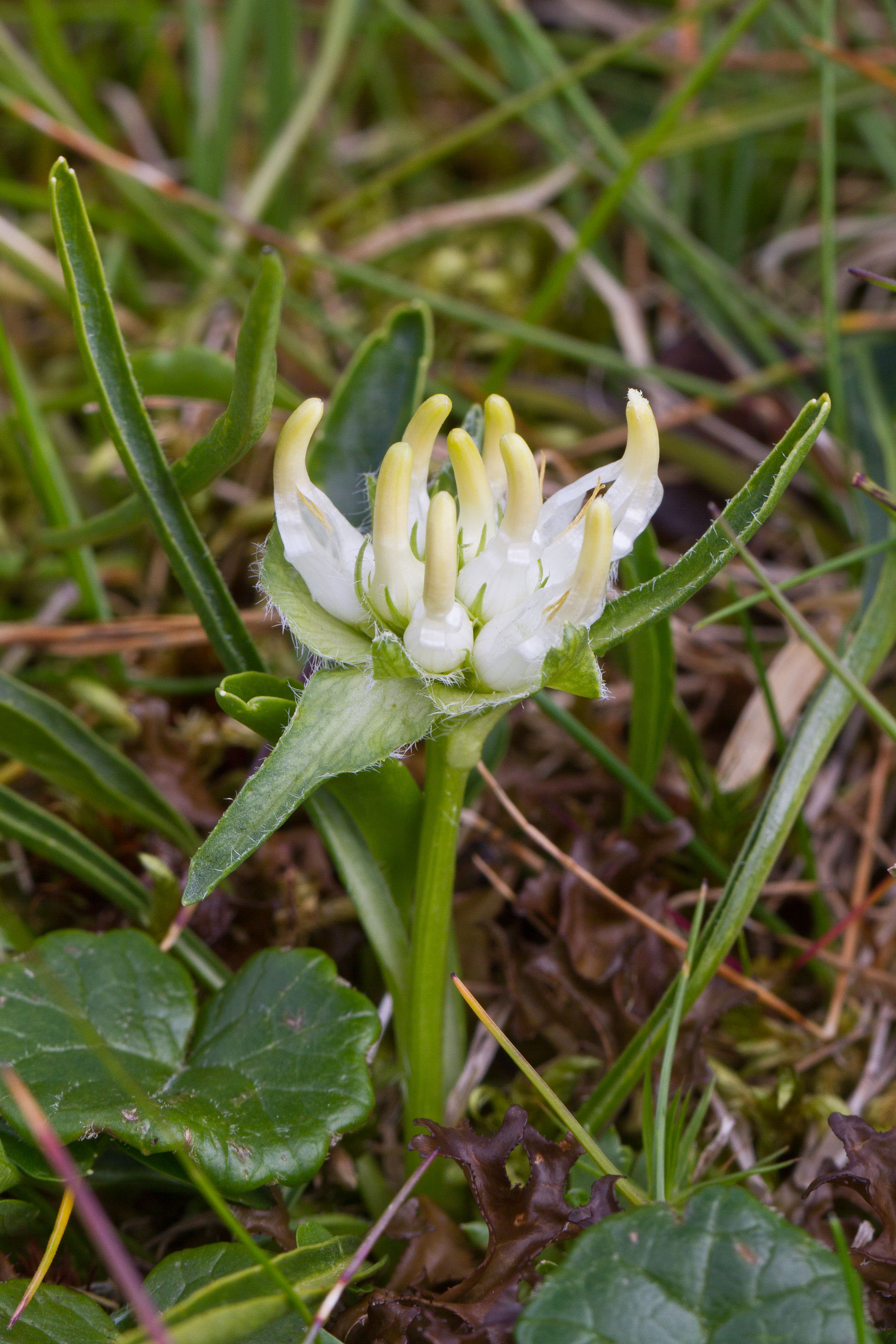 Campanulaceae_Phyteuma confusum weiß 1-2.jpg