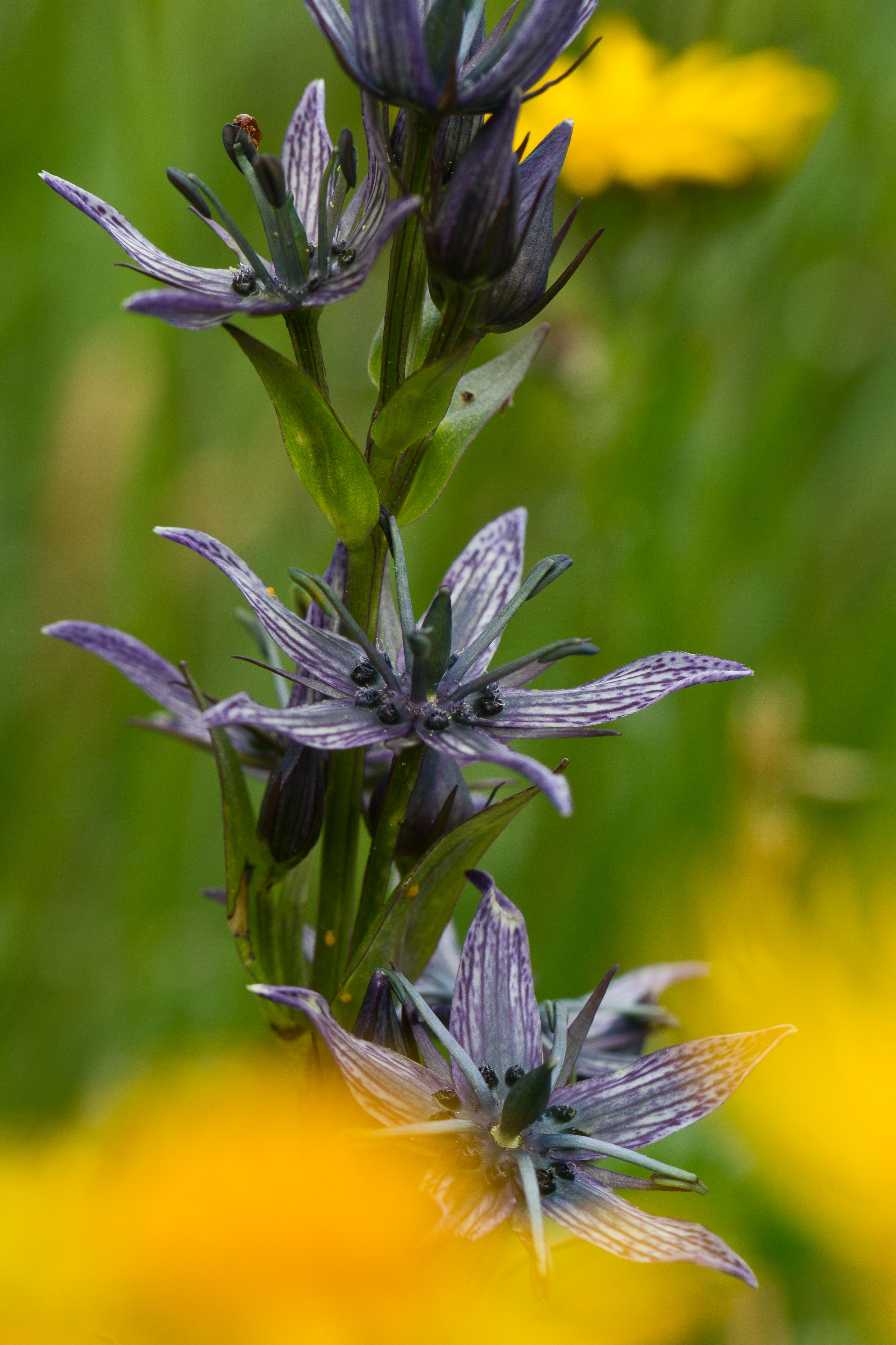 Gentianaceae_Swertia perennis 1-2.jpg