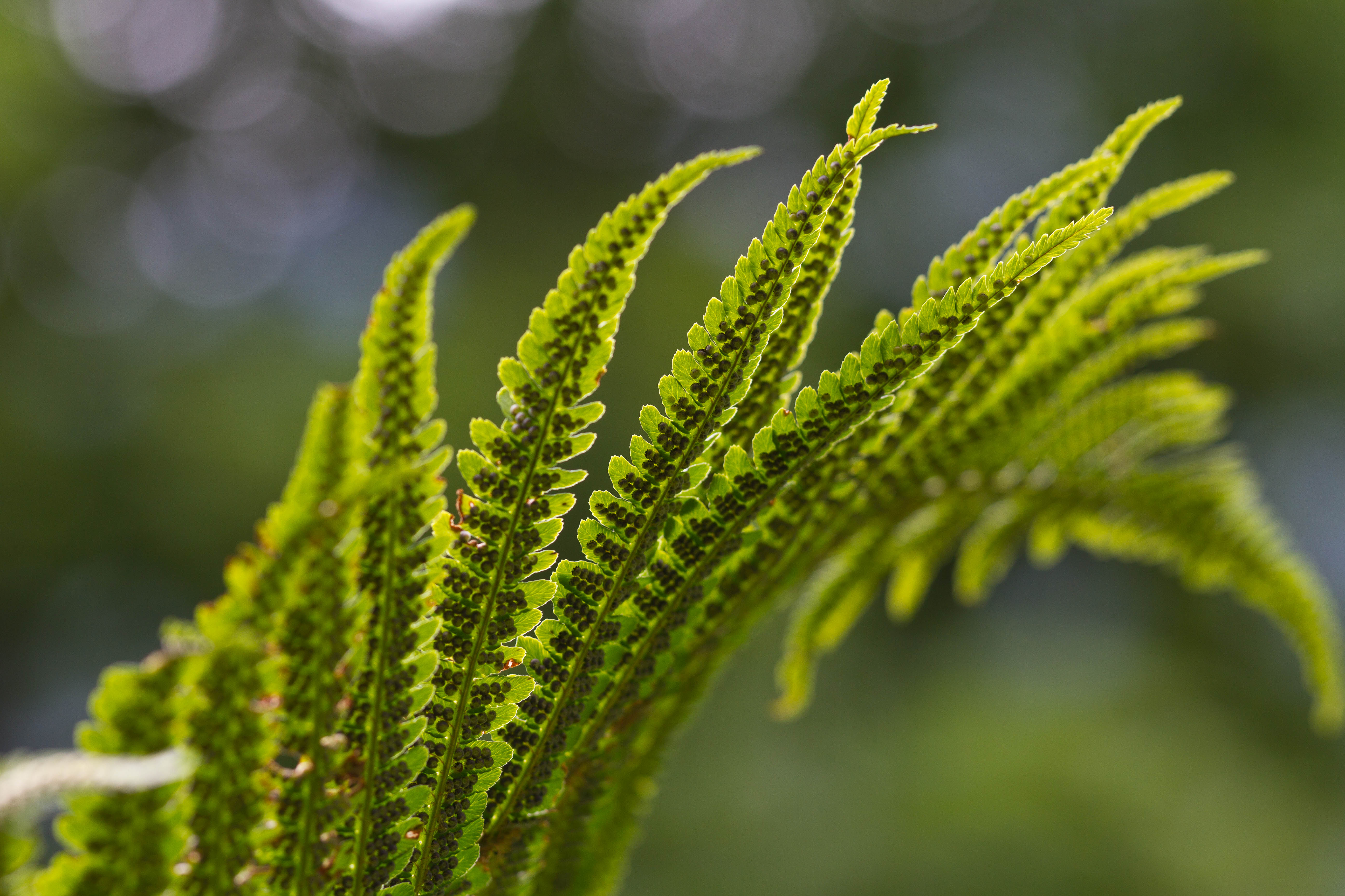 Dryopteridaceae_dryopteris affinis 1-2.jpg