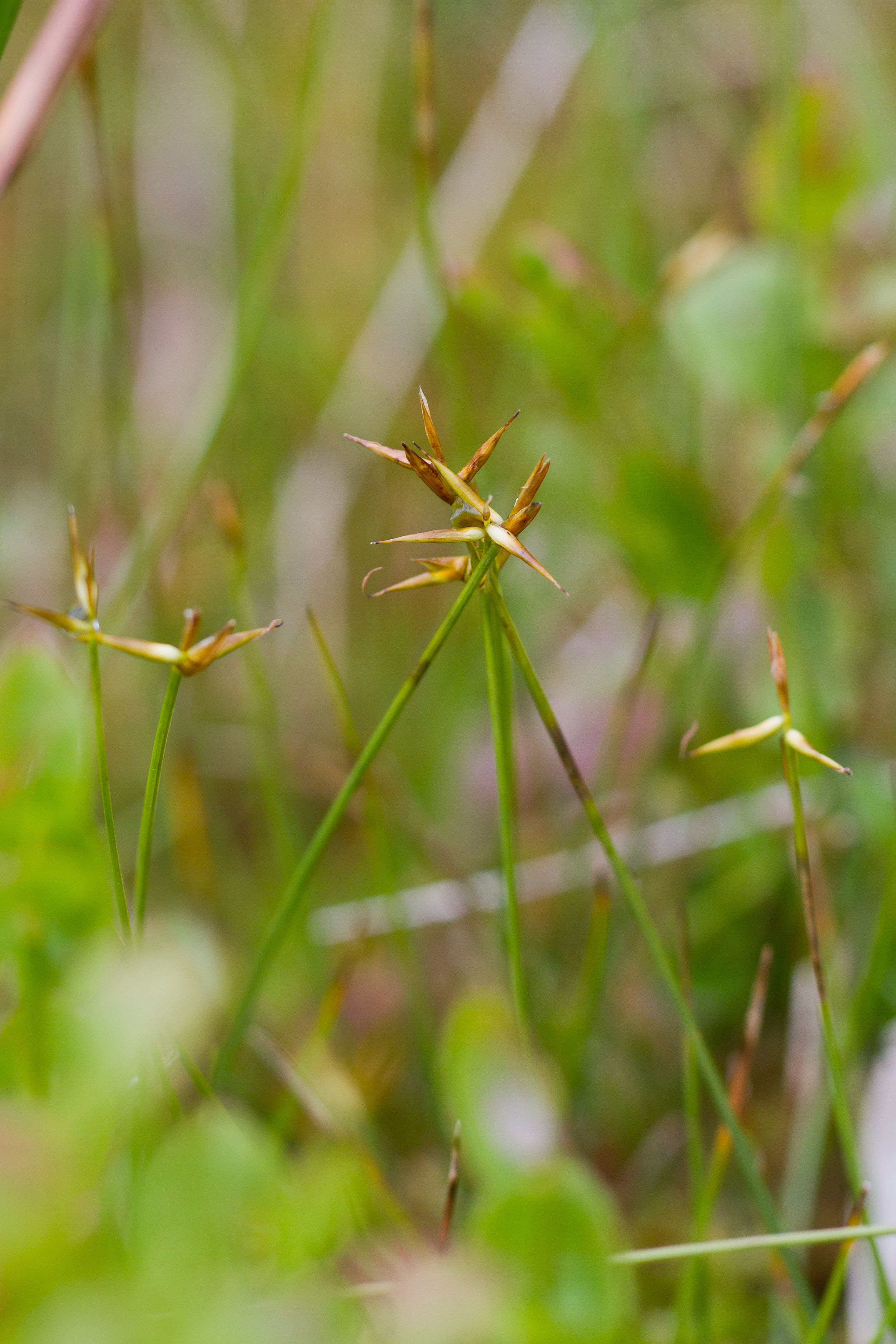 Cyperaceae_Carex pauciflora 1-2.jpg