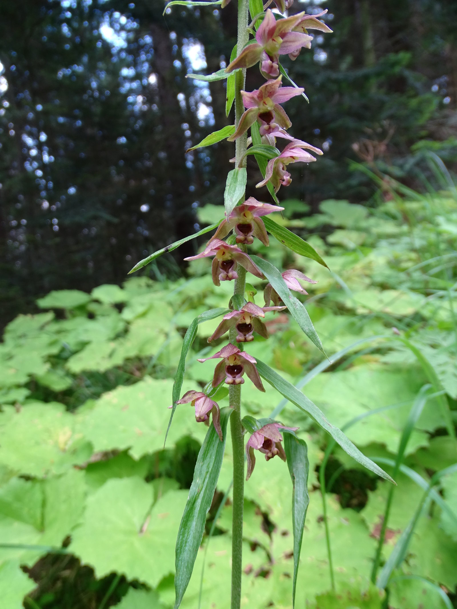 epipactis helleborine_rosenkogel2a.jpg