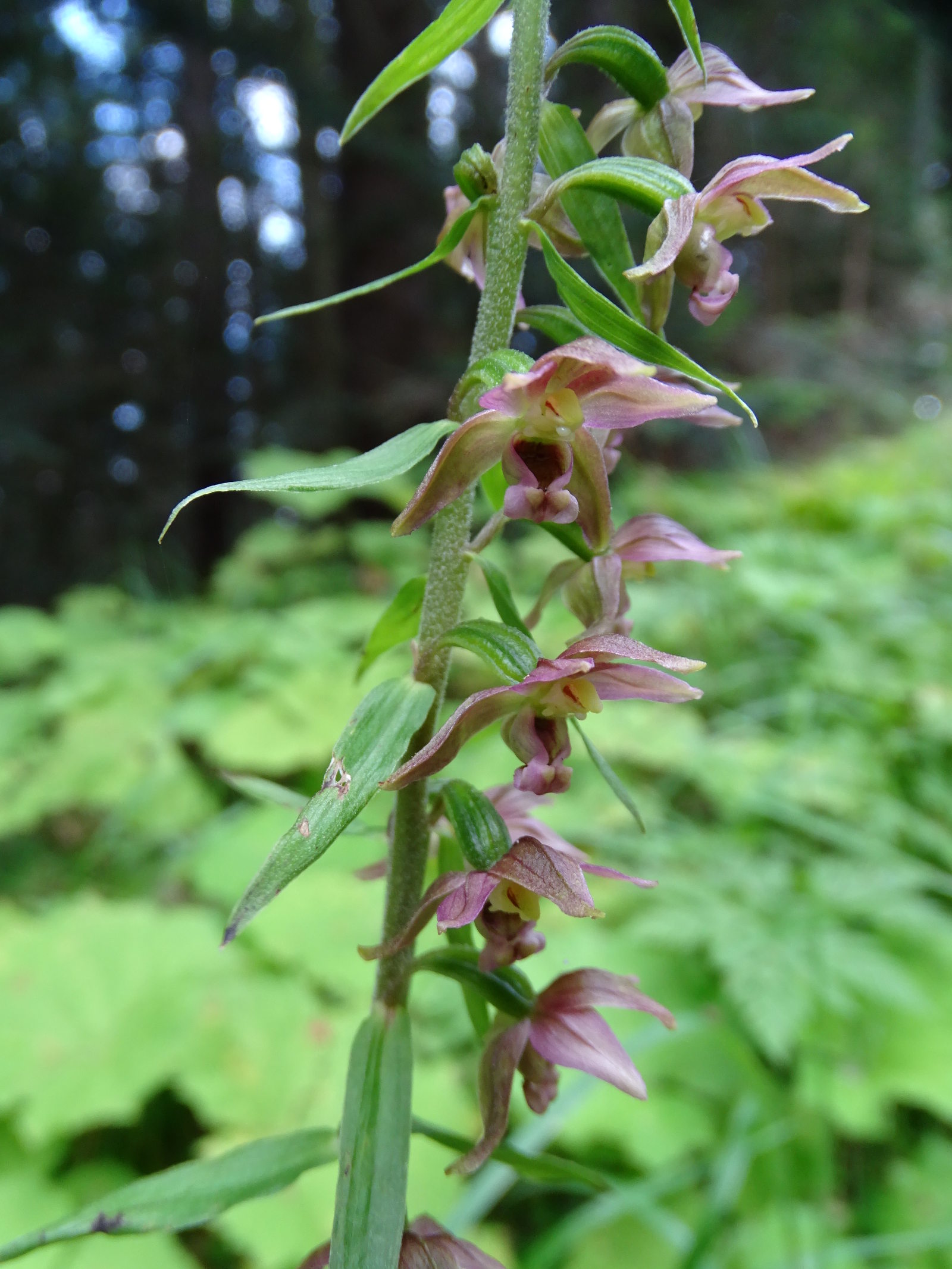 epipactis helleborine_rosenkogel2.jpg