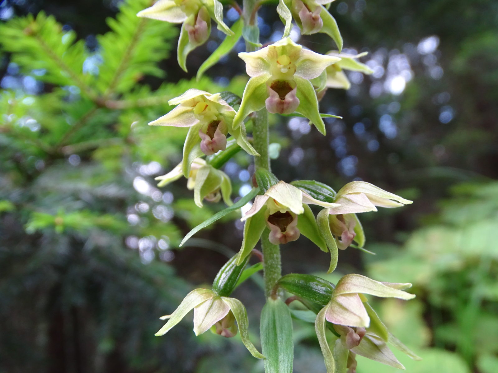 epipactis helleborine_rosenkogel3a.jpg