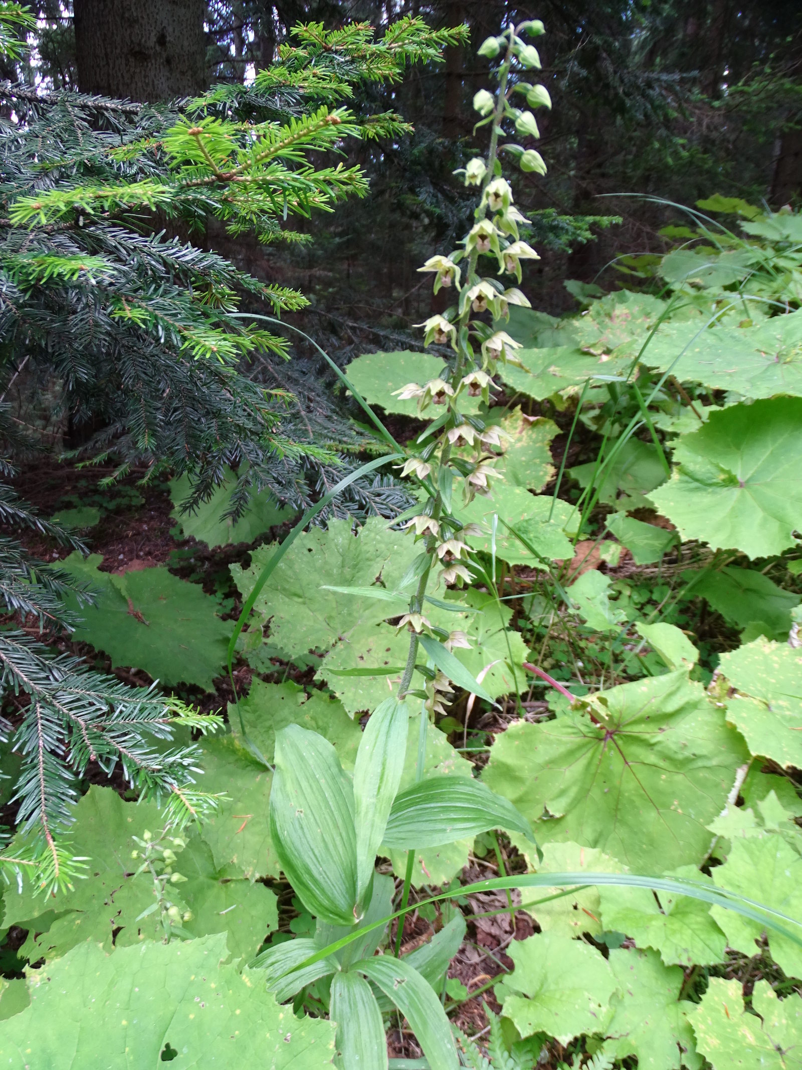 epipactis helleborine_rosenkogel3.jpg