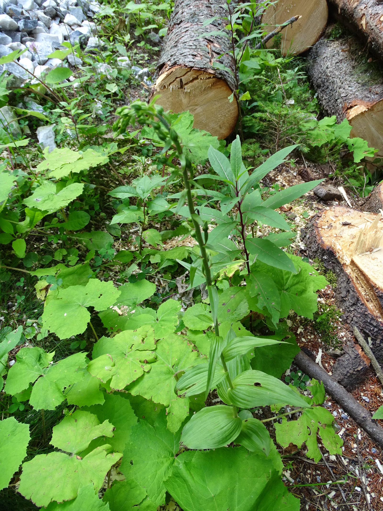 epipactis_rosenkogel1a.jpg