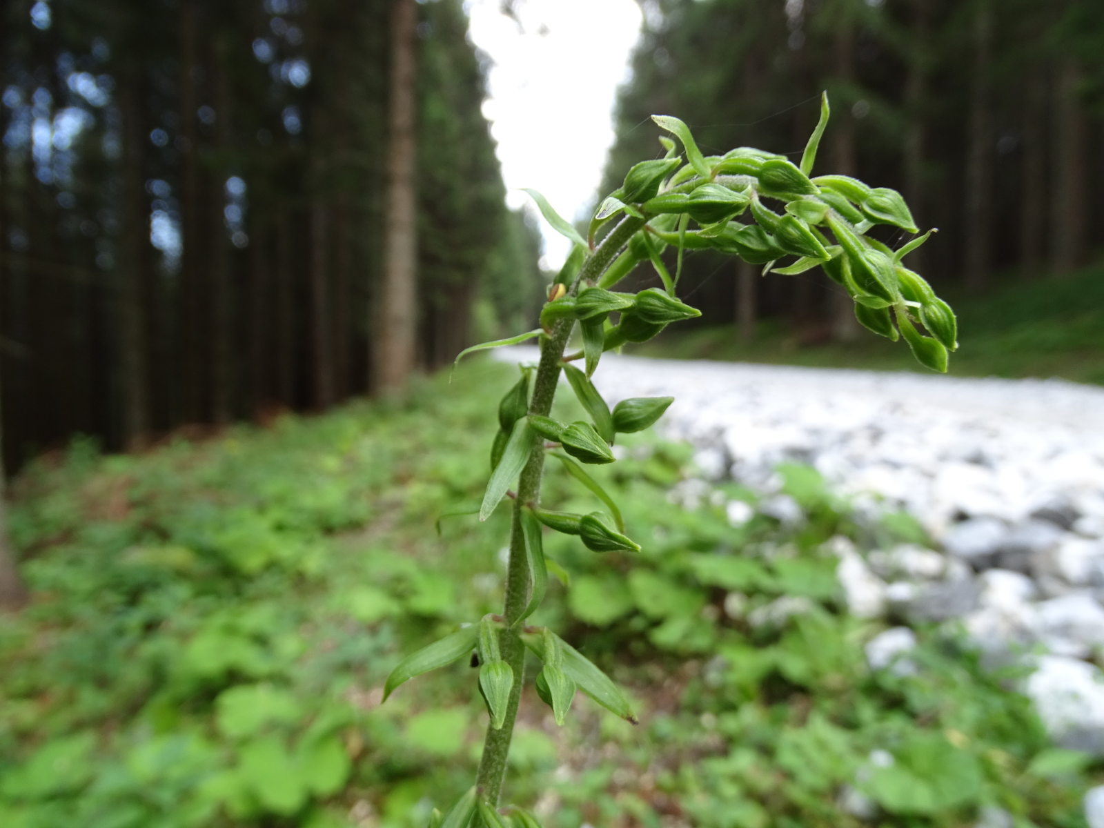 epipactis_rosenkogel1.jpg