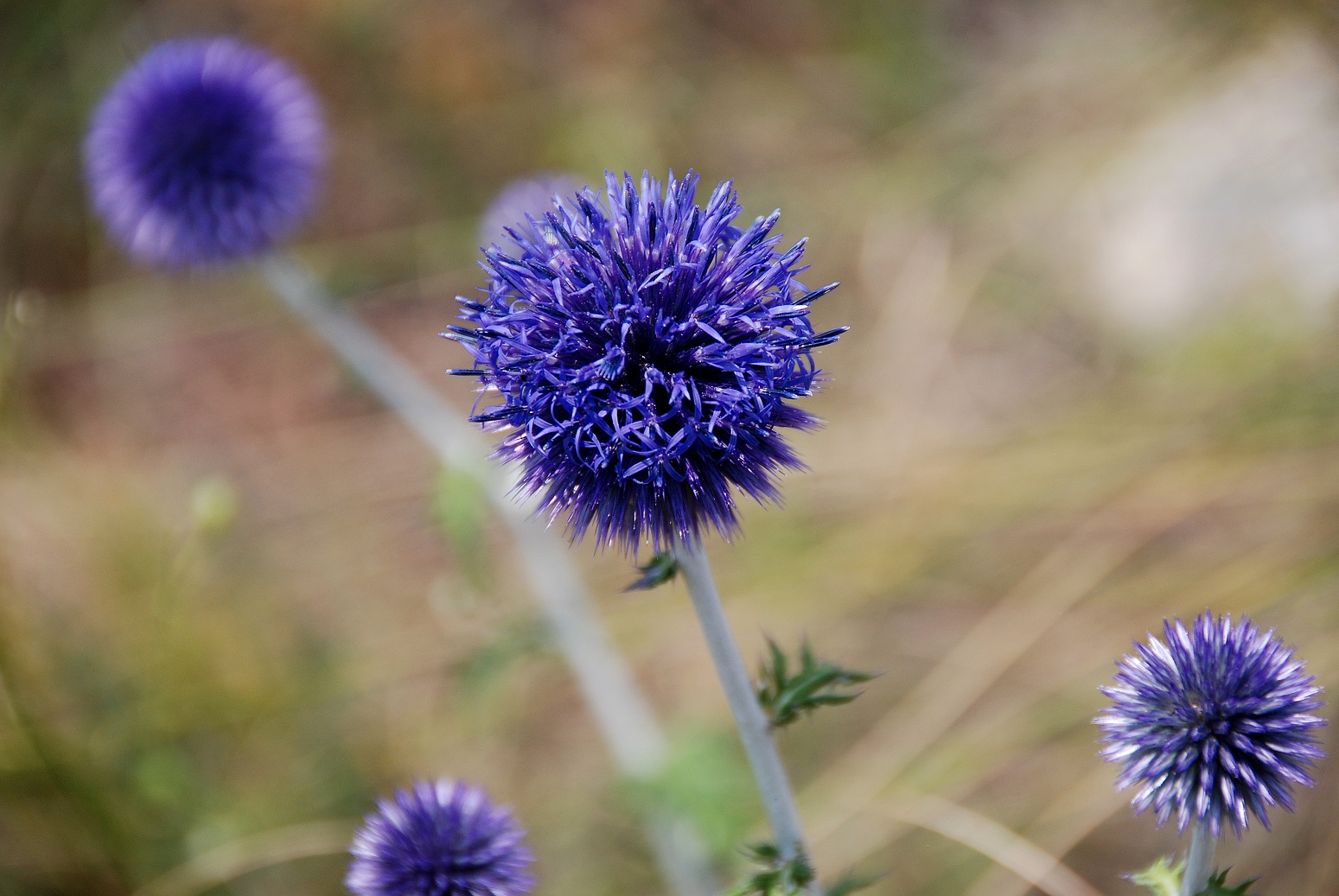 Hundsheimer Berg - 28072018-(12) Auftieg Felsensteig vom Sportplatz - Echinops ritro - Ruthenien-Kugeldistel.JPG