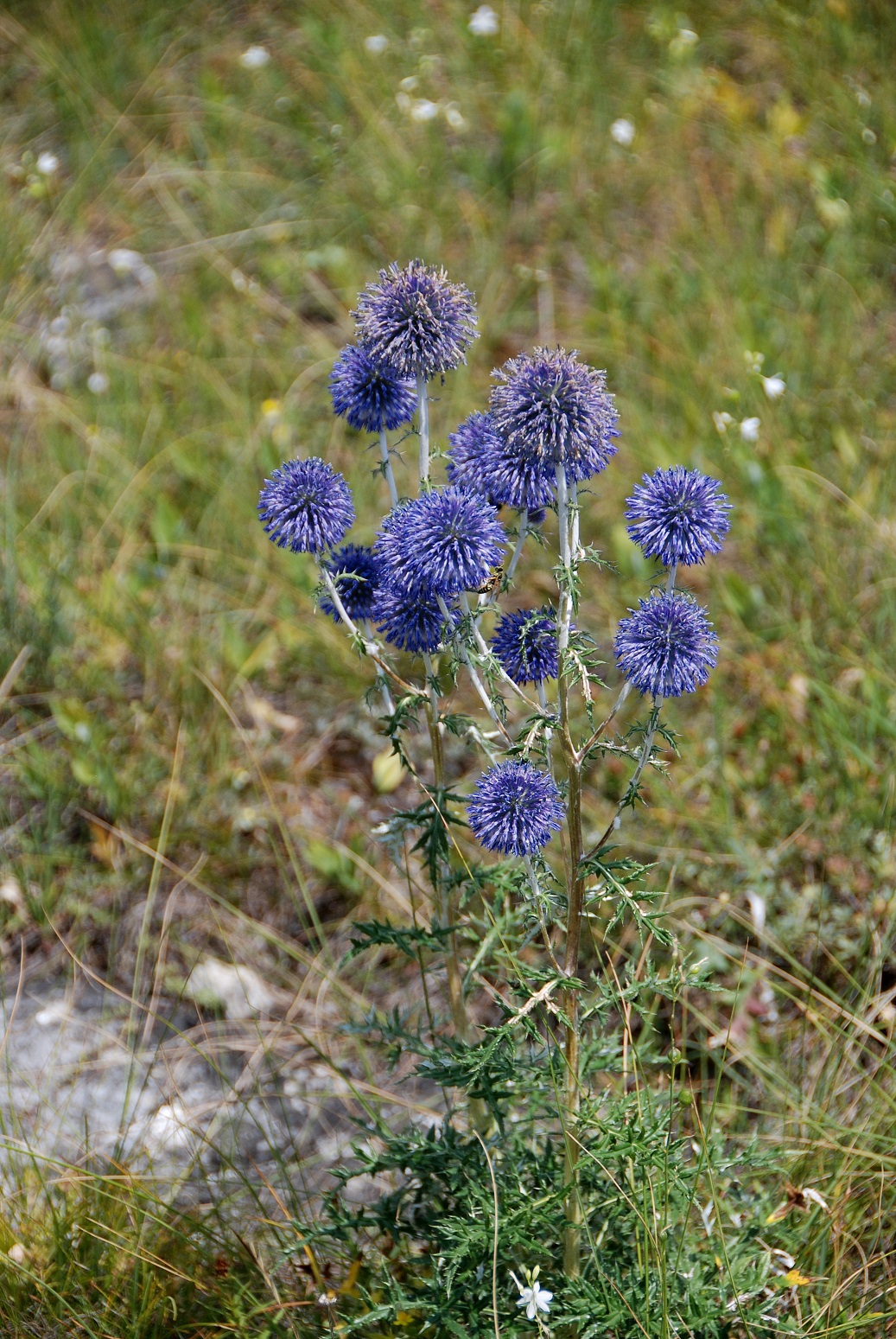 Hundsheimer Berg - 28072018-(14) Auftieg Felsensteig vom Sportplatz - Echinops ritro - Ruthenien-Kugeldistel.JPG