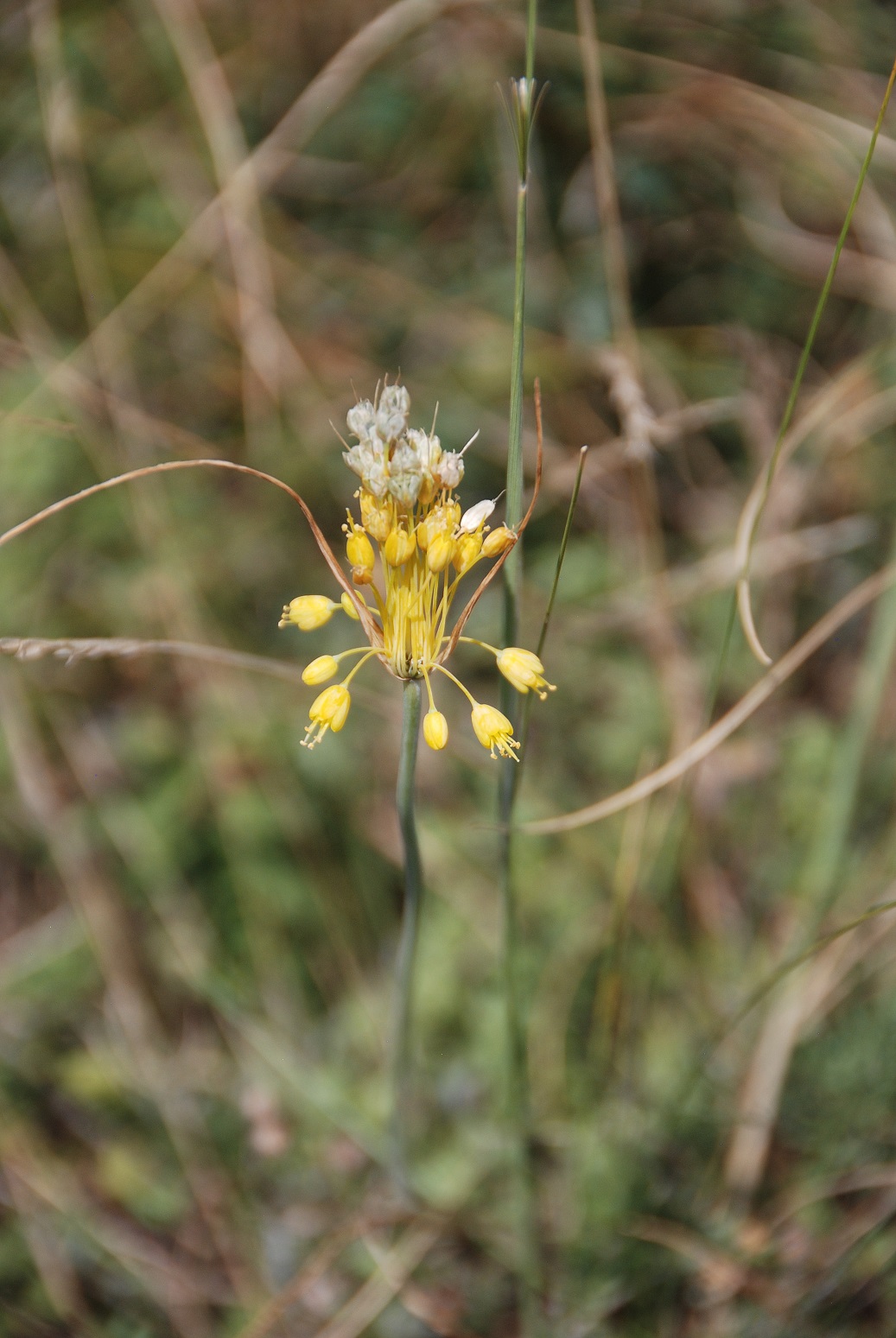 Hundsheimer Berg - 28072018-(30) Auftieg Felsensteig vom Sportplatz - Allium flavum - Gelber Lauch.JPG