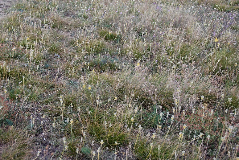 Hundsheimer Berg - 28072018-(56) Auftieg Felsensteig vom Sportplatz - Allium flavum - Gelber Lauch.JPG