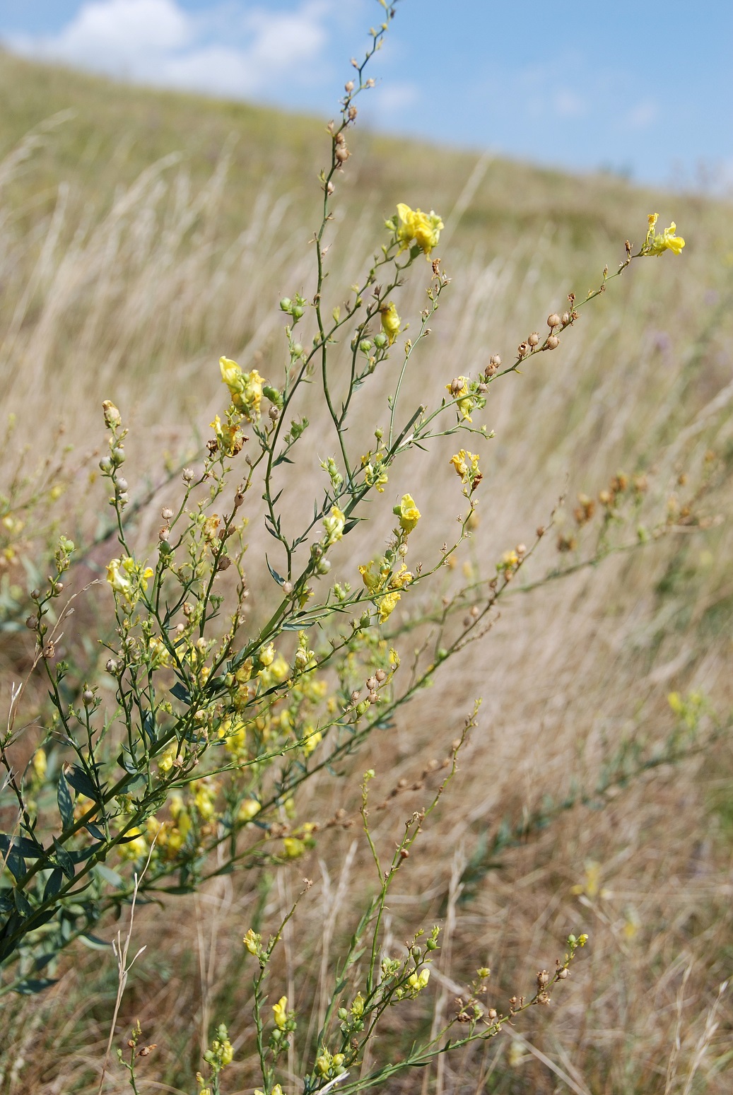 Hundsheimer Berg - 28072018-(36) Auftieg Felsensteig vom Sportplatz - Linaria genistifolia (subsp. genistifolia) - Ginster-Leinkraut.JPG