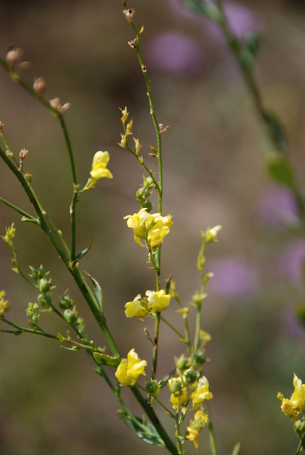 Hundsheimer Berg - 28072018-(39) Auftieg Felsensteig vom Sportplatz - Linaria genistifolia (subsp. genistifolia) - Ginster-Leinkraut.JPG