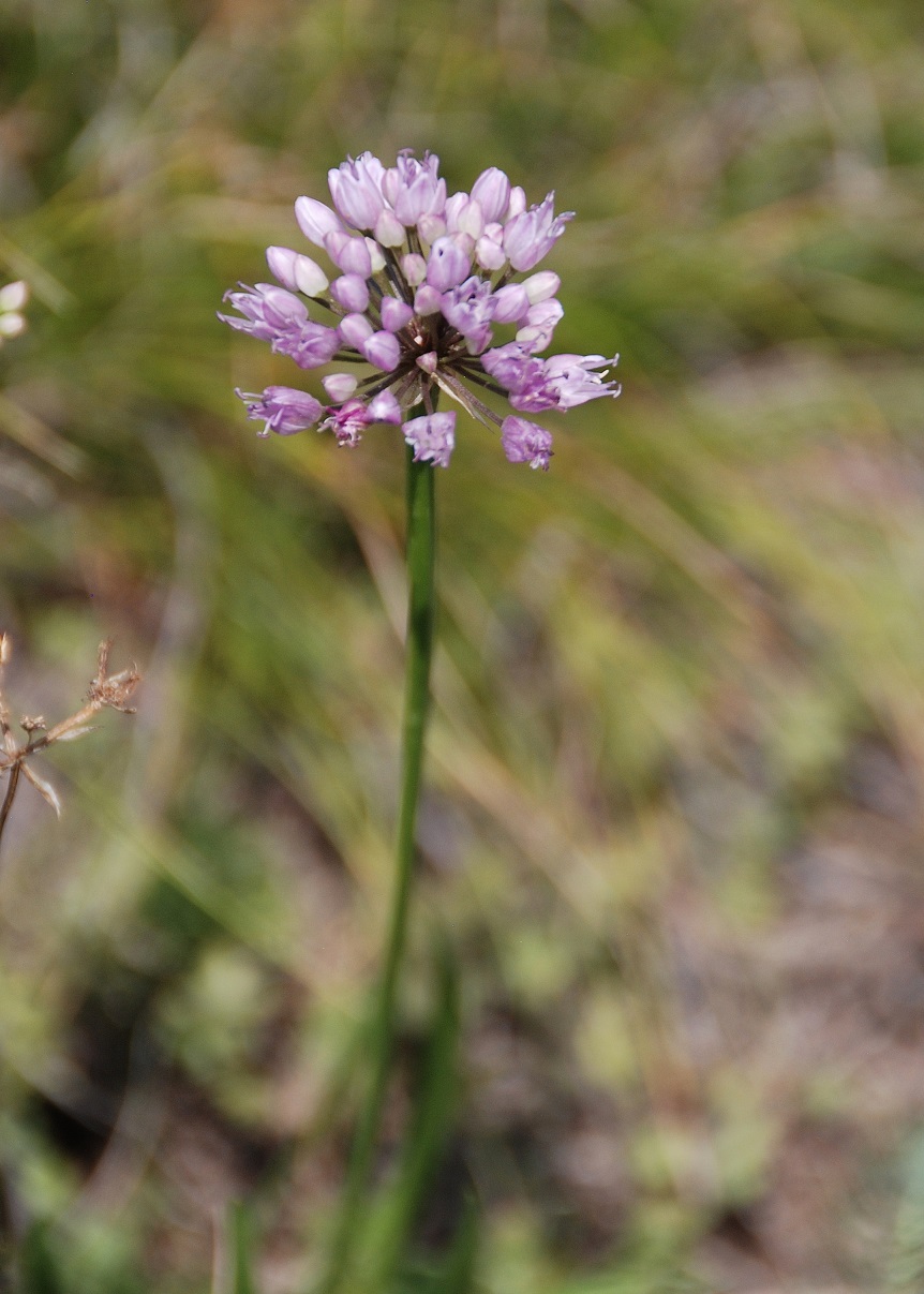 Hundsheimer Berg - 28072018-(42) Auftieg Felsensteig vom Sportplatz - Allium lusitanicum - Berg - Lauch.JPG