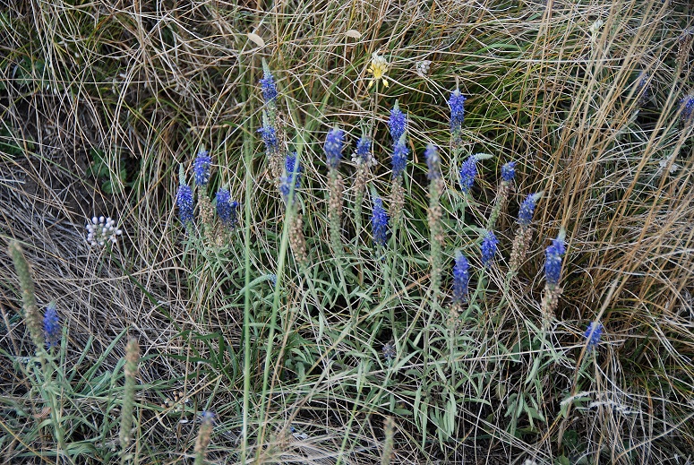 Hundsheimer Berg - 28072018-(61) Auftieg Felsensteig vom Sportplatz - Veronica spicata - Ähren-Blauweiderich.JPG