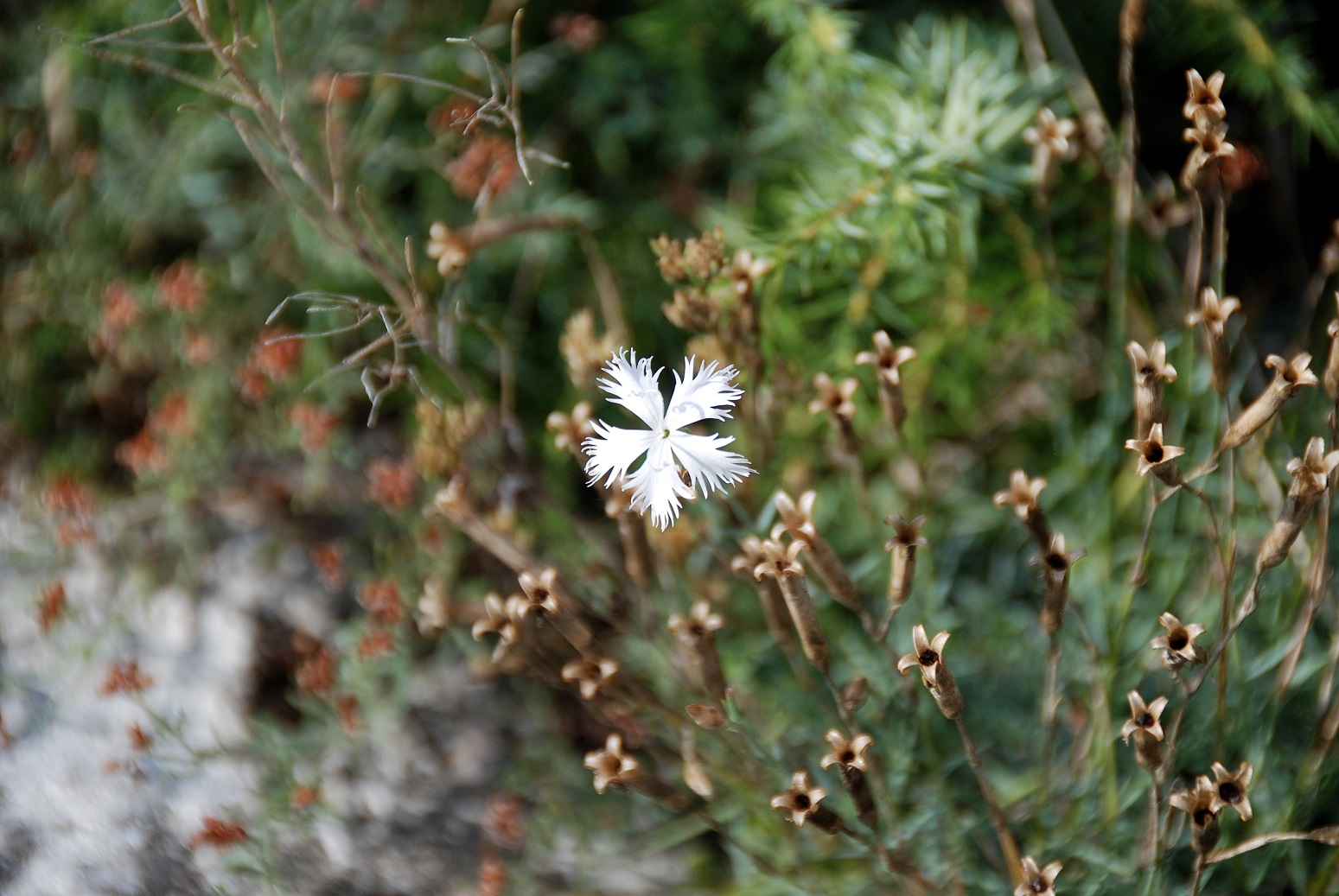 Hundsheimer Berg - 28072018-(67) - Abstieg Steinbruchweg - Dianthus lumnitzeri - Hainburger Feder-Nelke.JPG