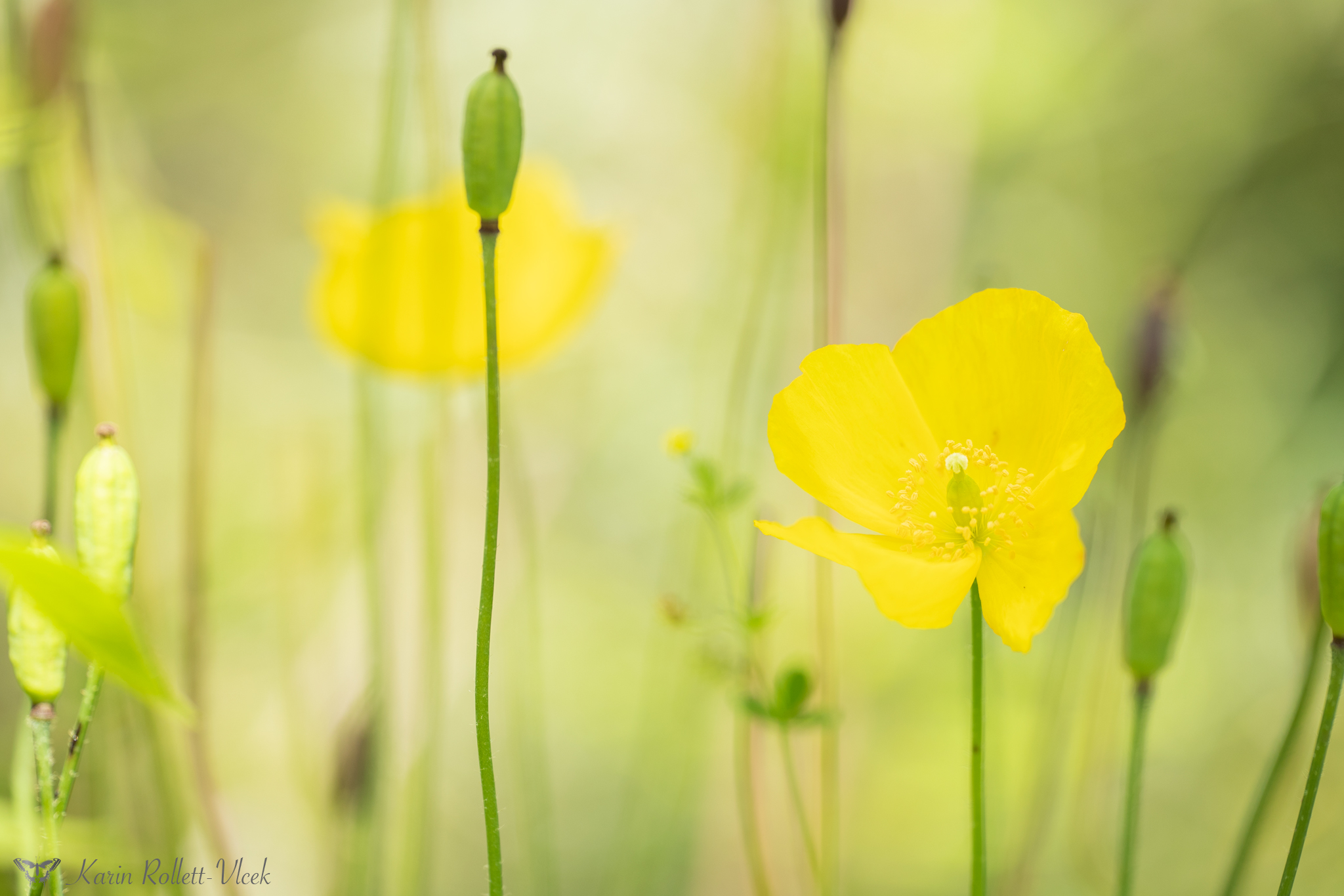 mohn_1029.jpg