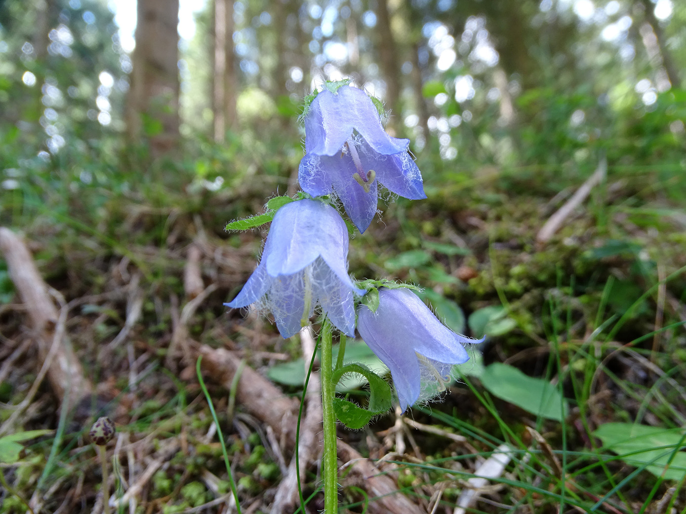 Campanula barbata_rosenkogel.jpg