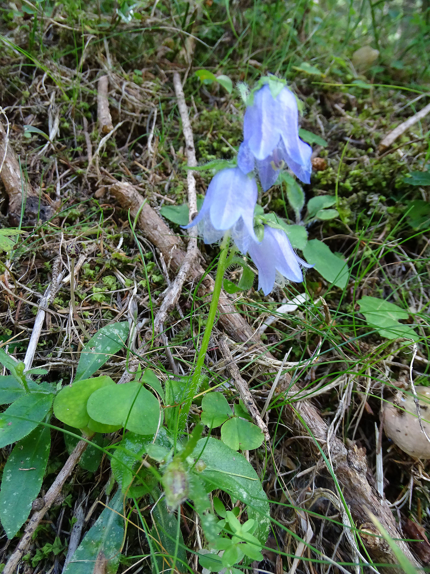 Campanula barbata_rosenkogel2.jpg